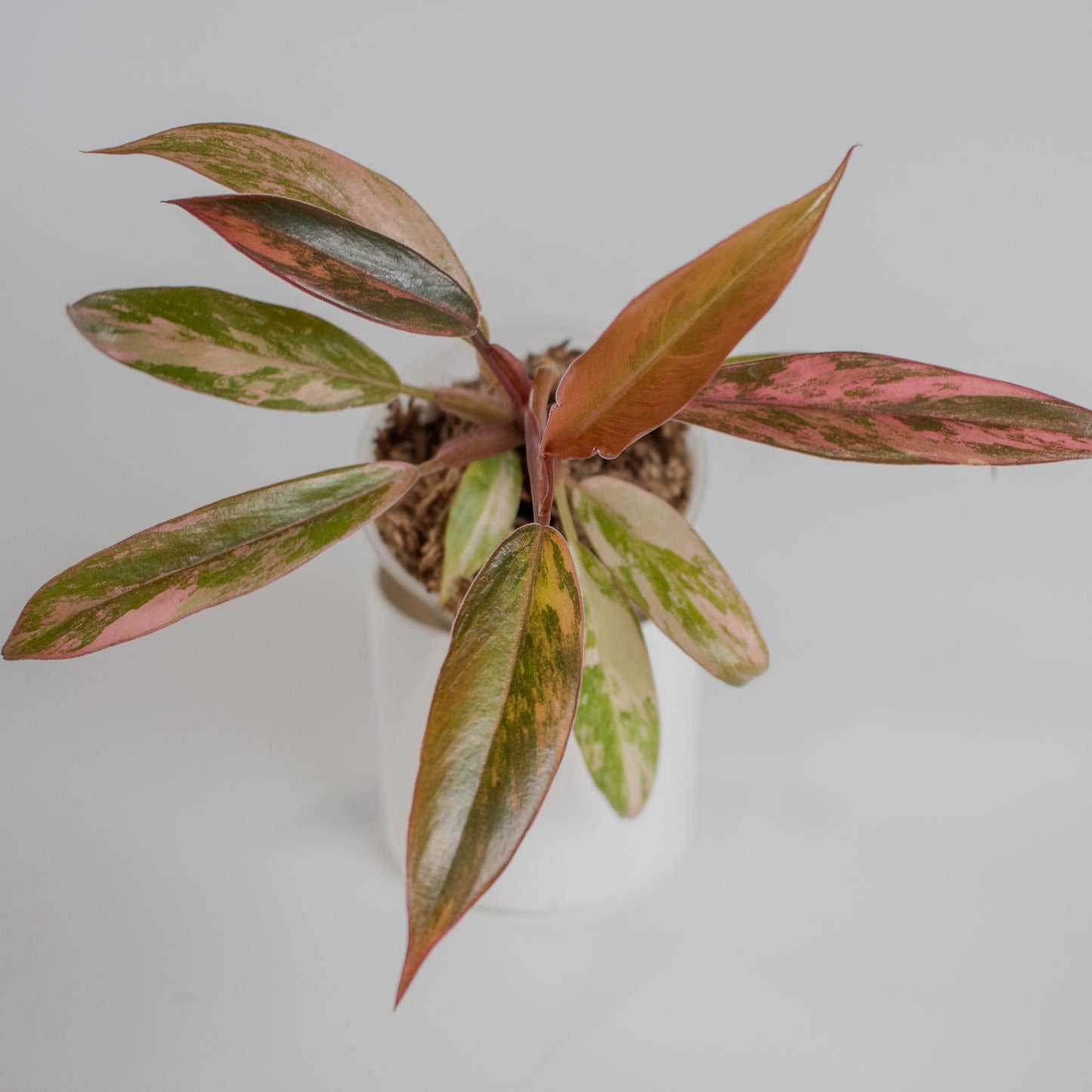 Philodendron 'Caramel Marble' Variegated (2320)