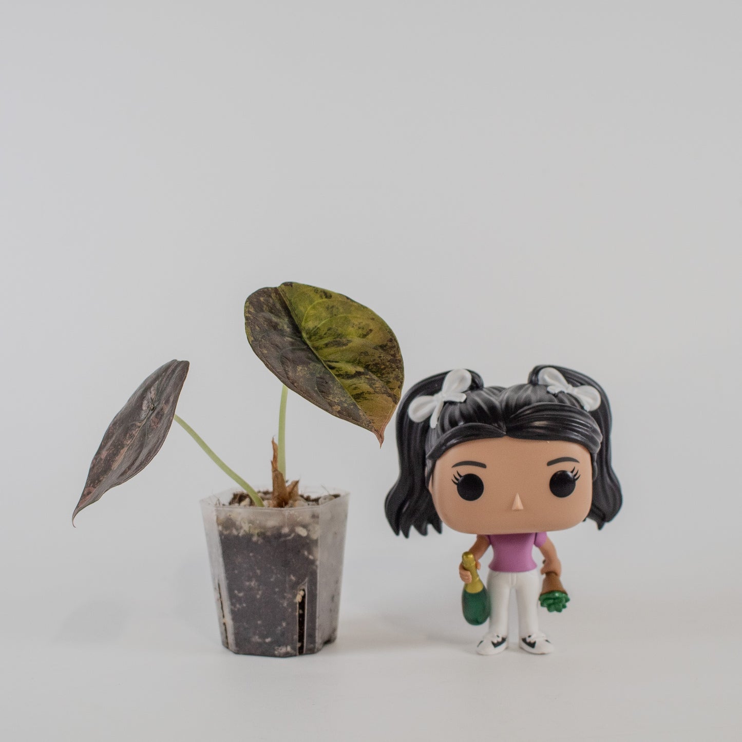 Alocasia Cuprea Golden Latte (2309)