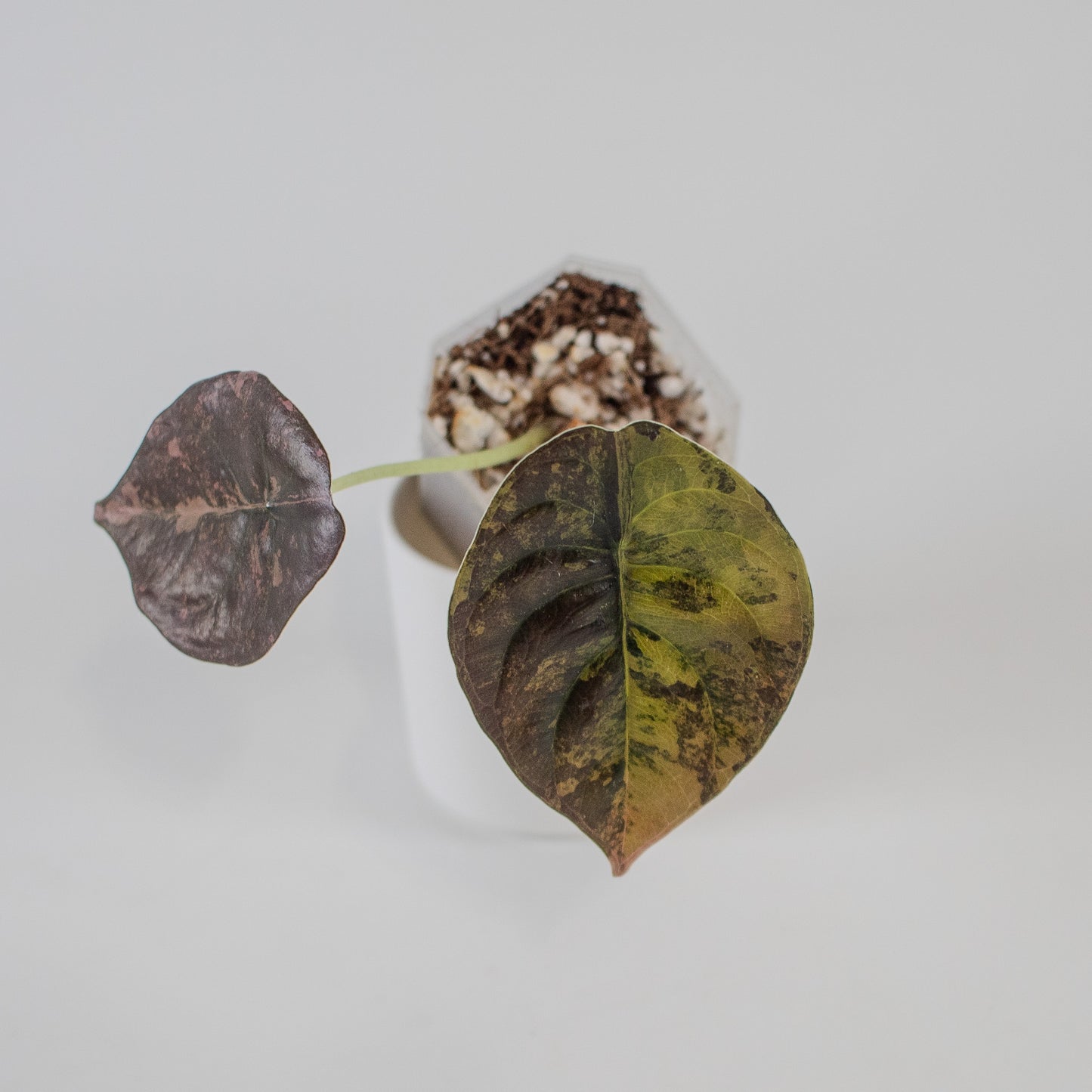 Alocasia Cuprea Golden Latte (2309)