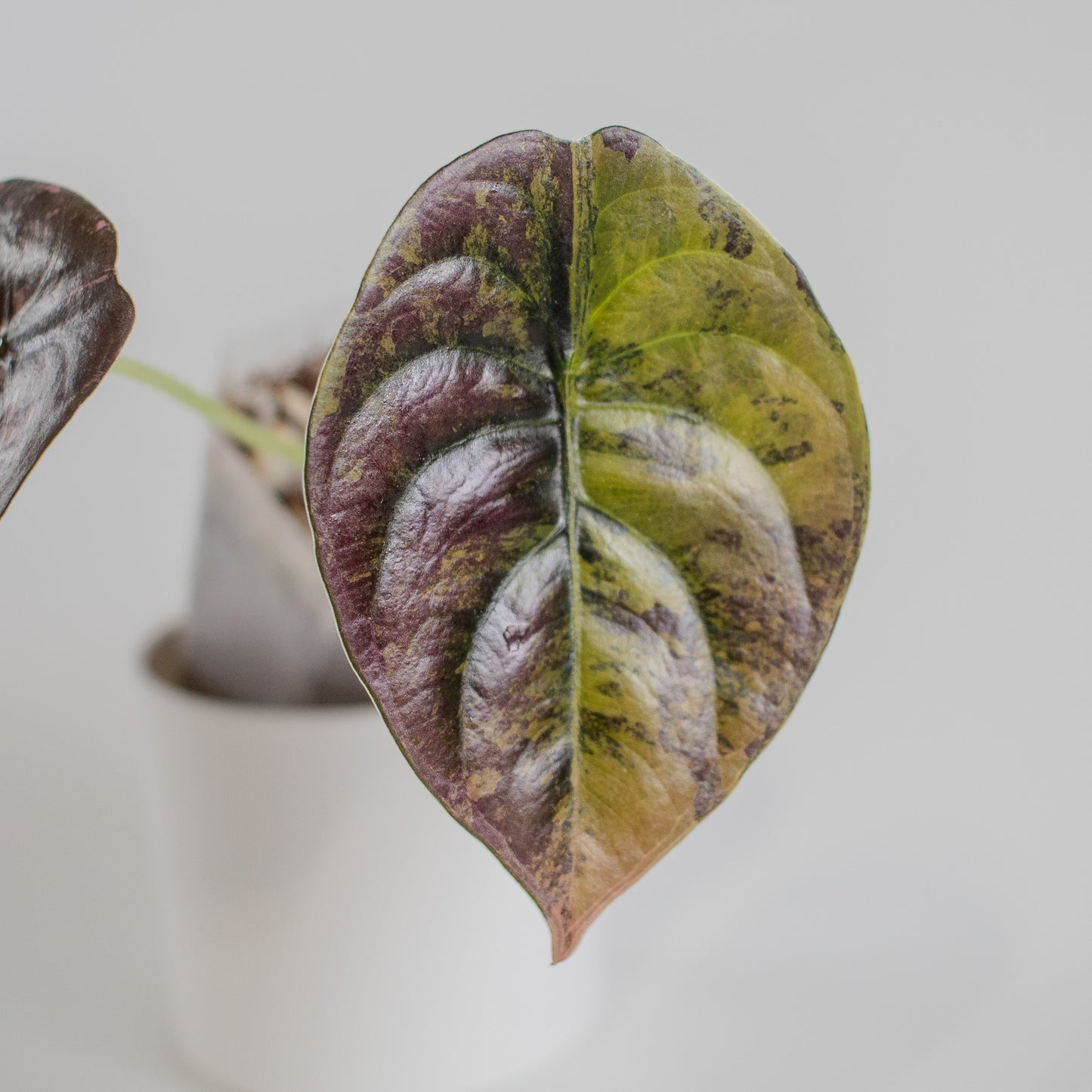 Alocasia Cuprea Golden Latte (2309)