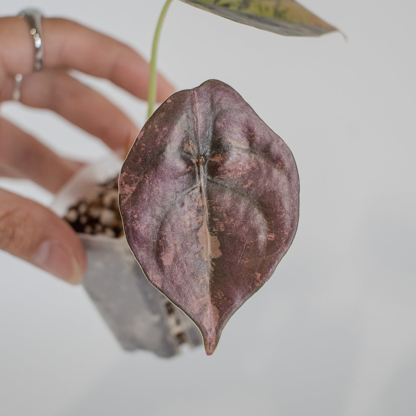 Alocasia Cuprea Golden Latte (2309)