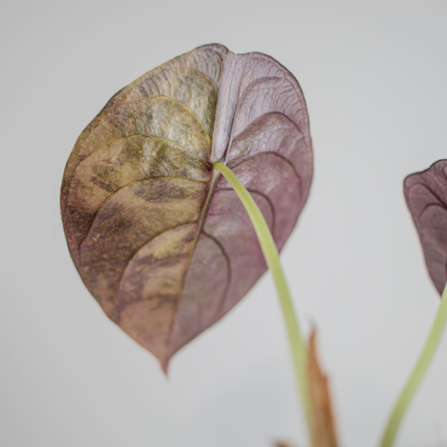 Alocasia Cuprea Golden Latte (2309)