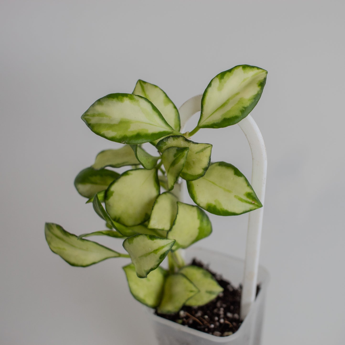 Hoya Heuschkeliana Inner Variegated (2313)