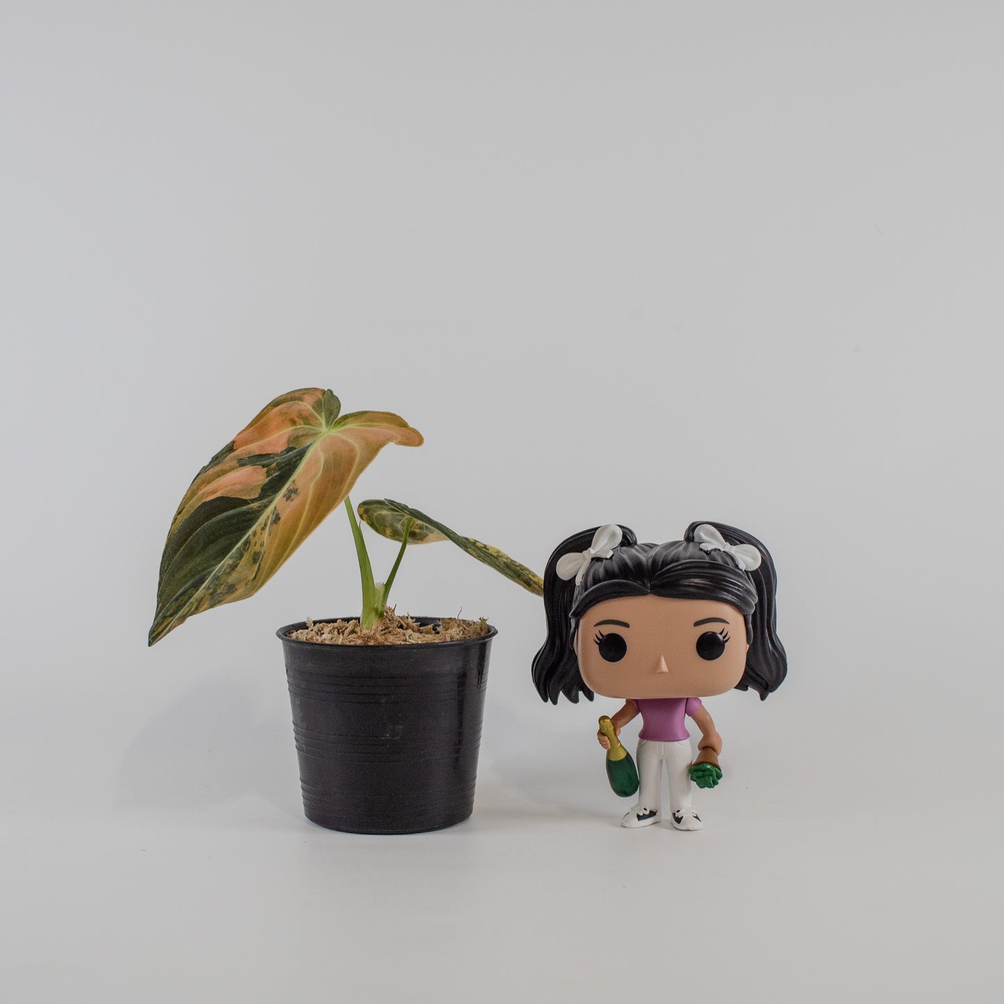 Philodendron Melanochrysum Orange Variegated (2315)