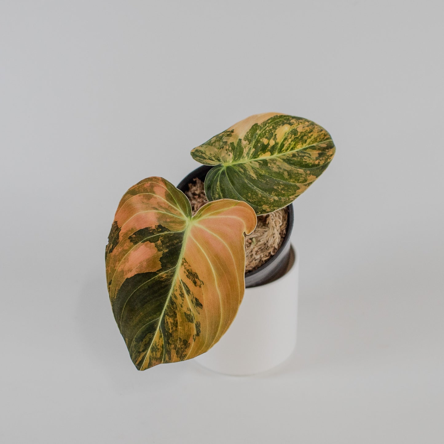 Philodendron Melanochrysum Orange Variegated (2315)