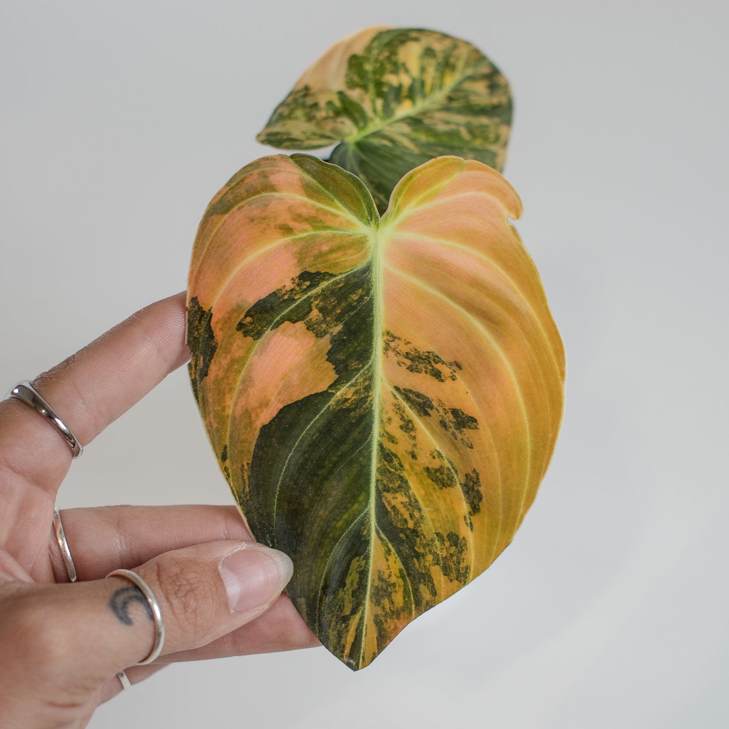 Philodendron Melanochrysum Orange Variegated (2315)
