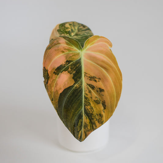 Philodendron Melanochrysum Orange Variegated (2315)
