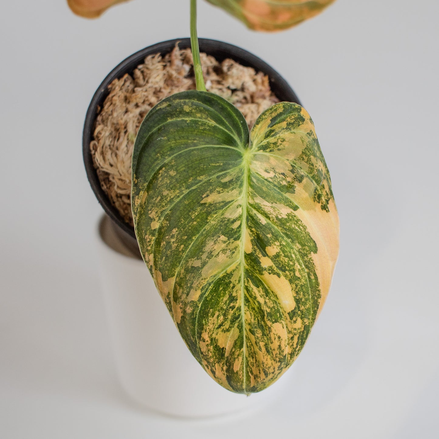 Philodendron Melanochrysum Orange Variegated (2315)