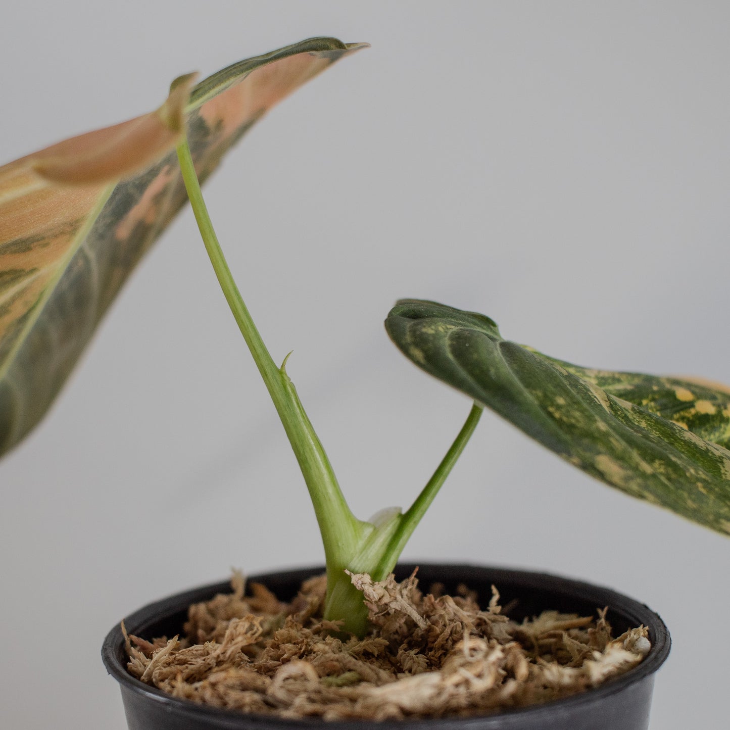 Philodendron Melanochrysum Orange Variegated (2315)