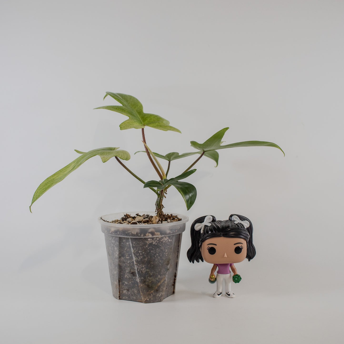 Philodendron Florida Ghost (2319)