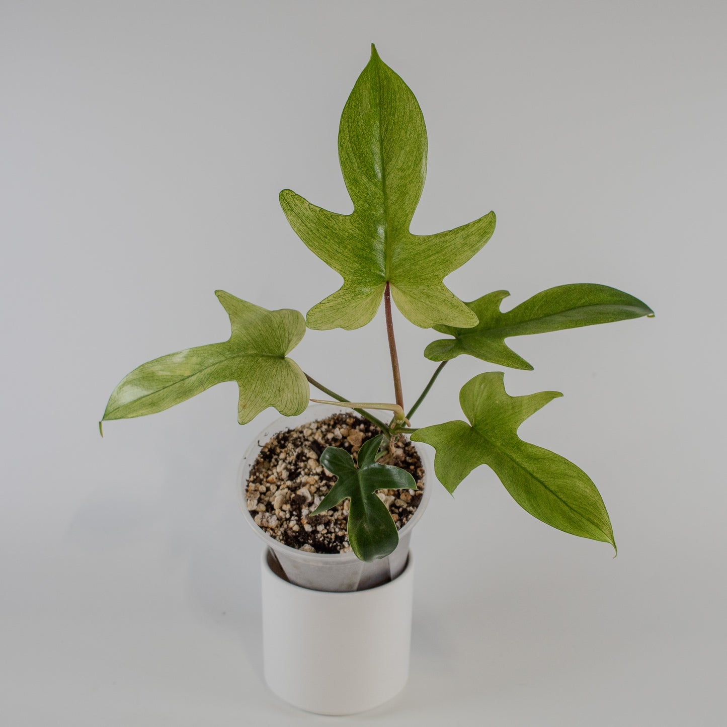 Philodendron Florida Ghost (2319)