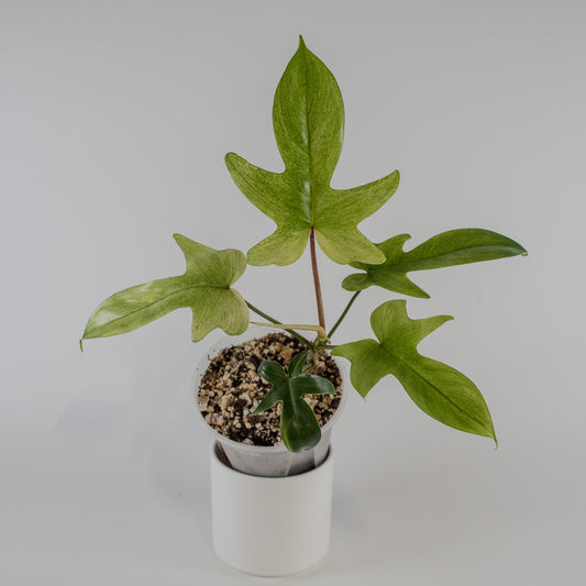 Philodendron Florida Ghost (2319)