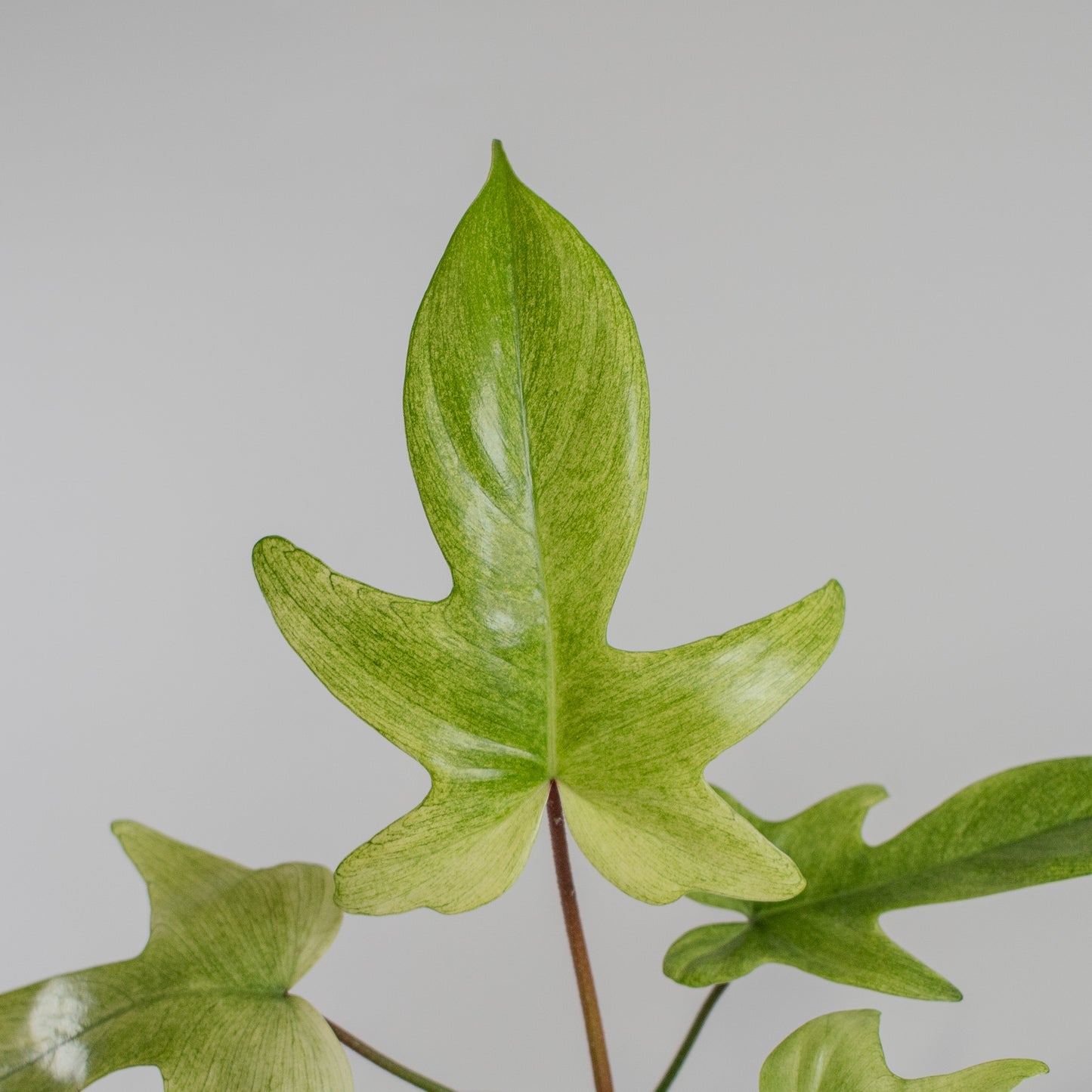 Philodendron Florida Ghost (2319)