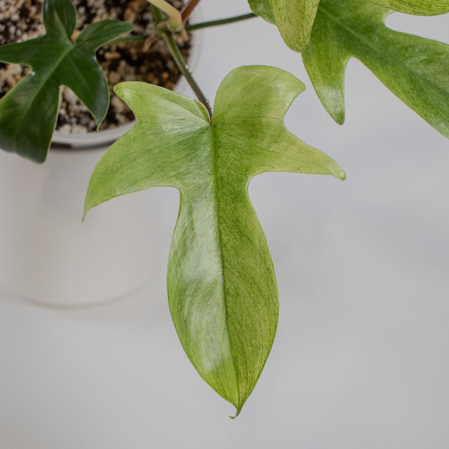 Philodendron Florida Ghost (2319)