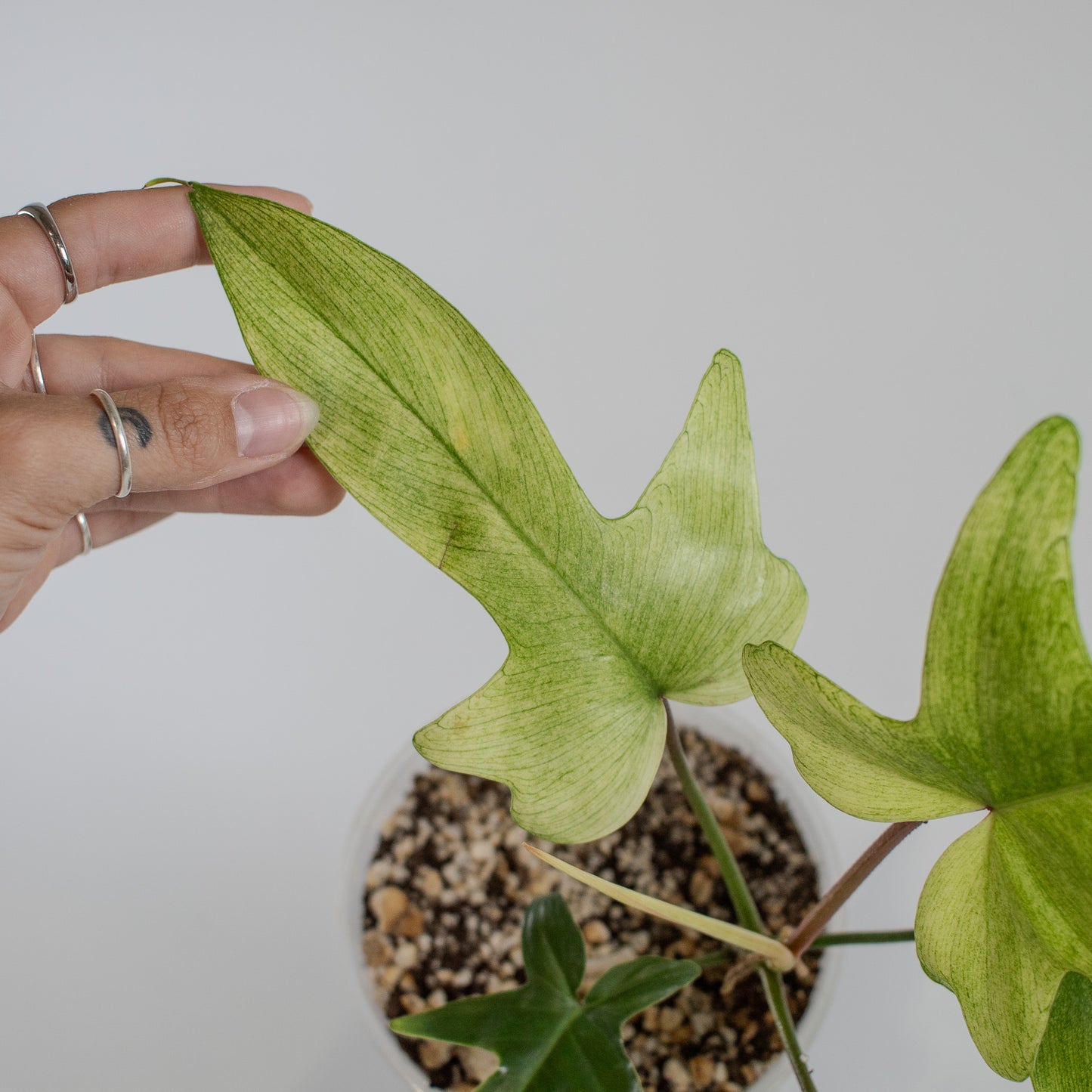 Philodendron Florida Ghost (2319)