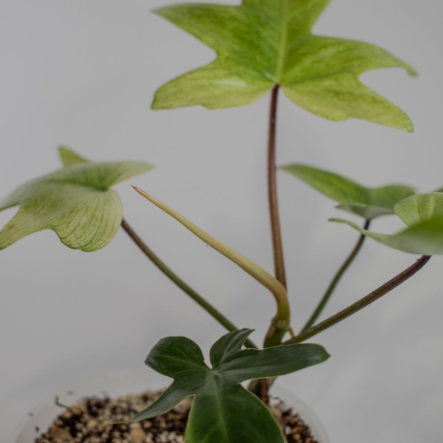 Philodendron Florida Ghost (2319)