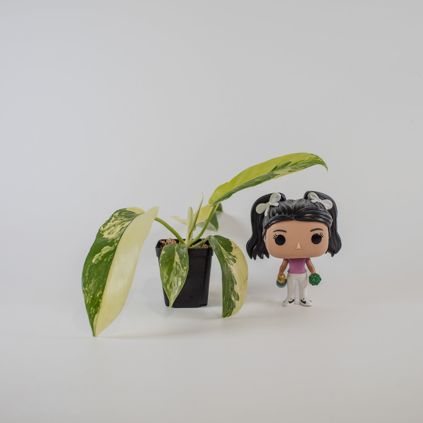 Philodendron Florida Beauty x Distantilobum Variegated (2305)