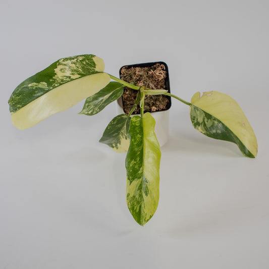 Philodendron Florida Beauty x Distantilobum Variegated (2305)