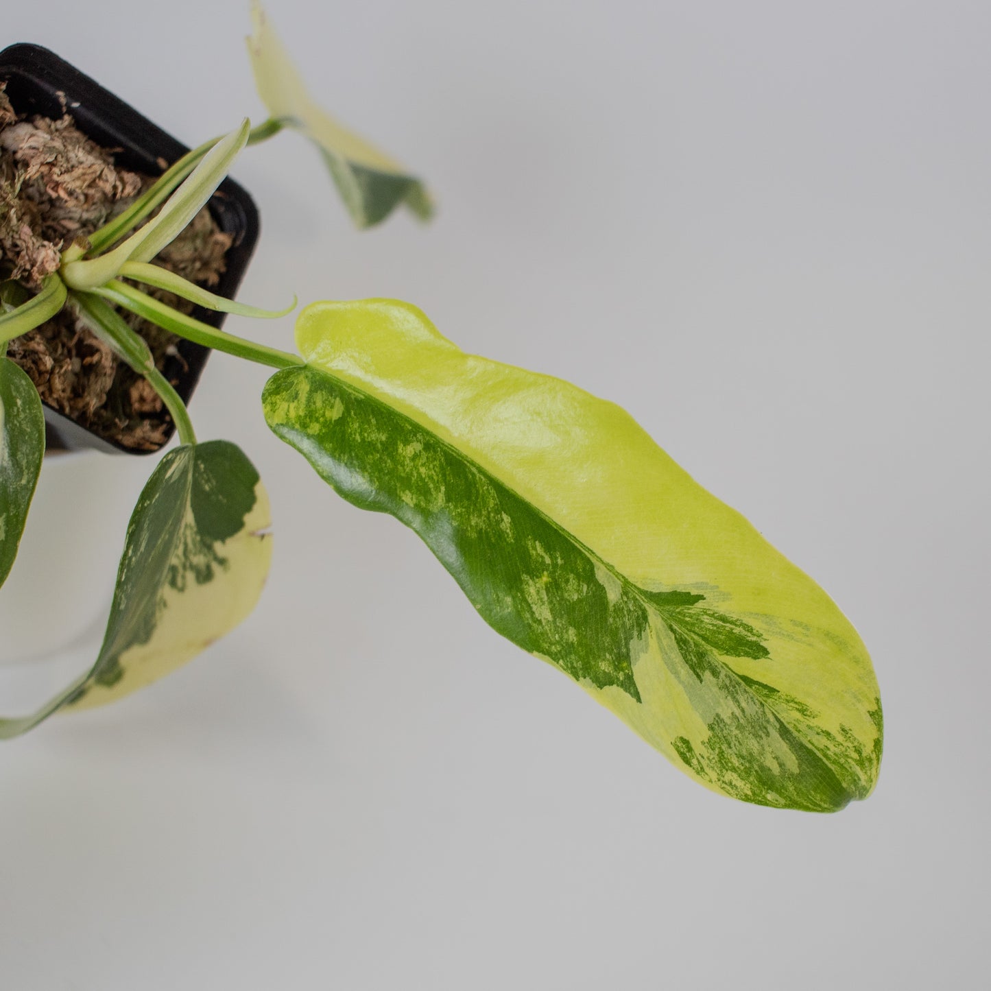 Philodendron Florida Beauty x Distantilobum Variegated (2305)