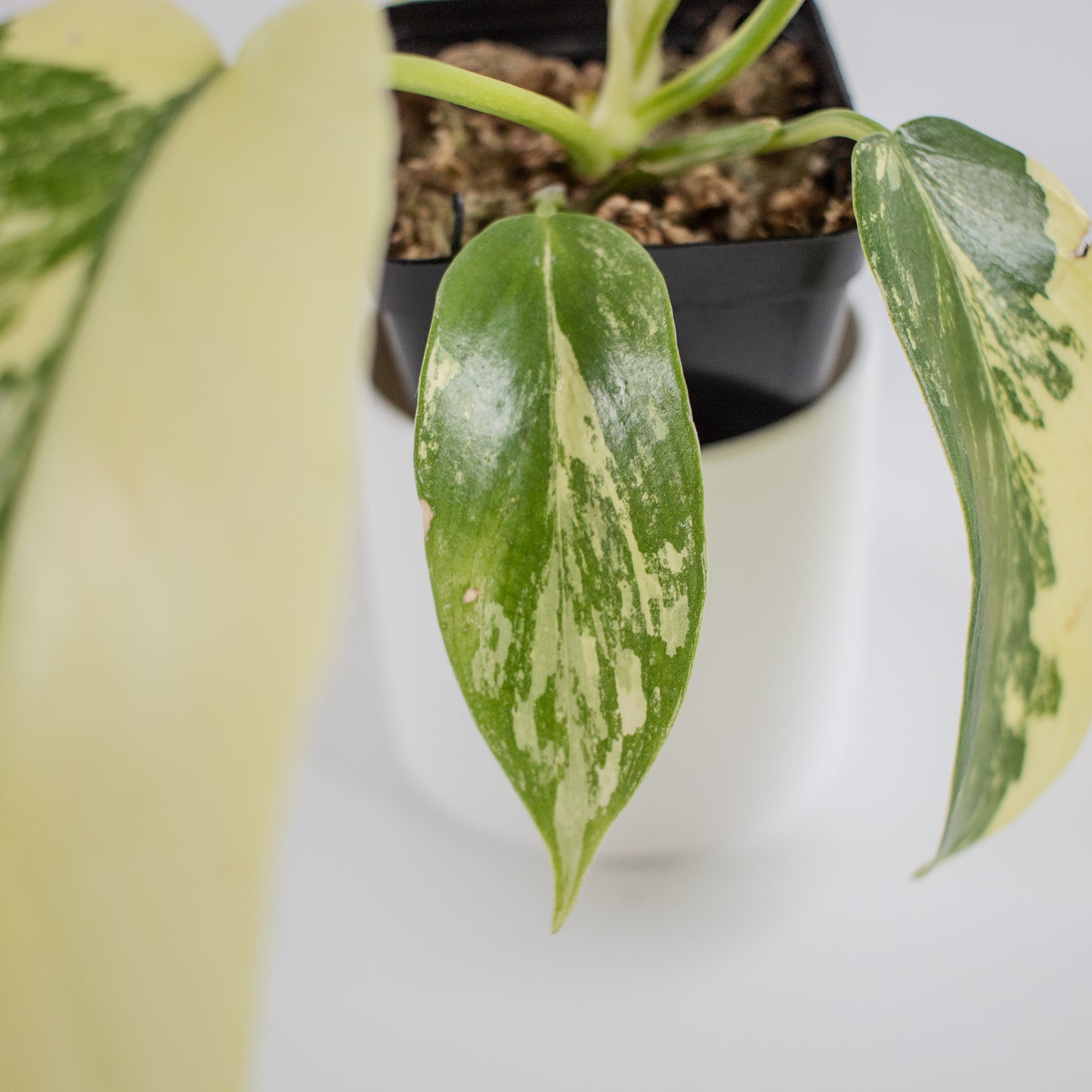 Philodendron Florida Beauty x Distantilobum Variegated (2305)