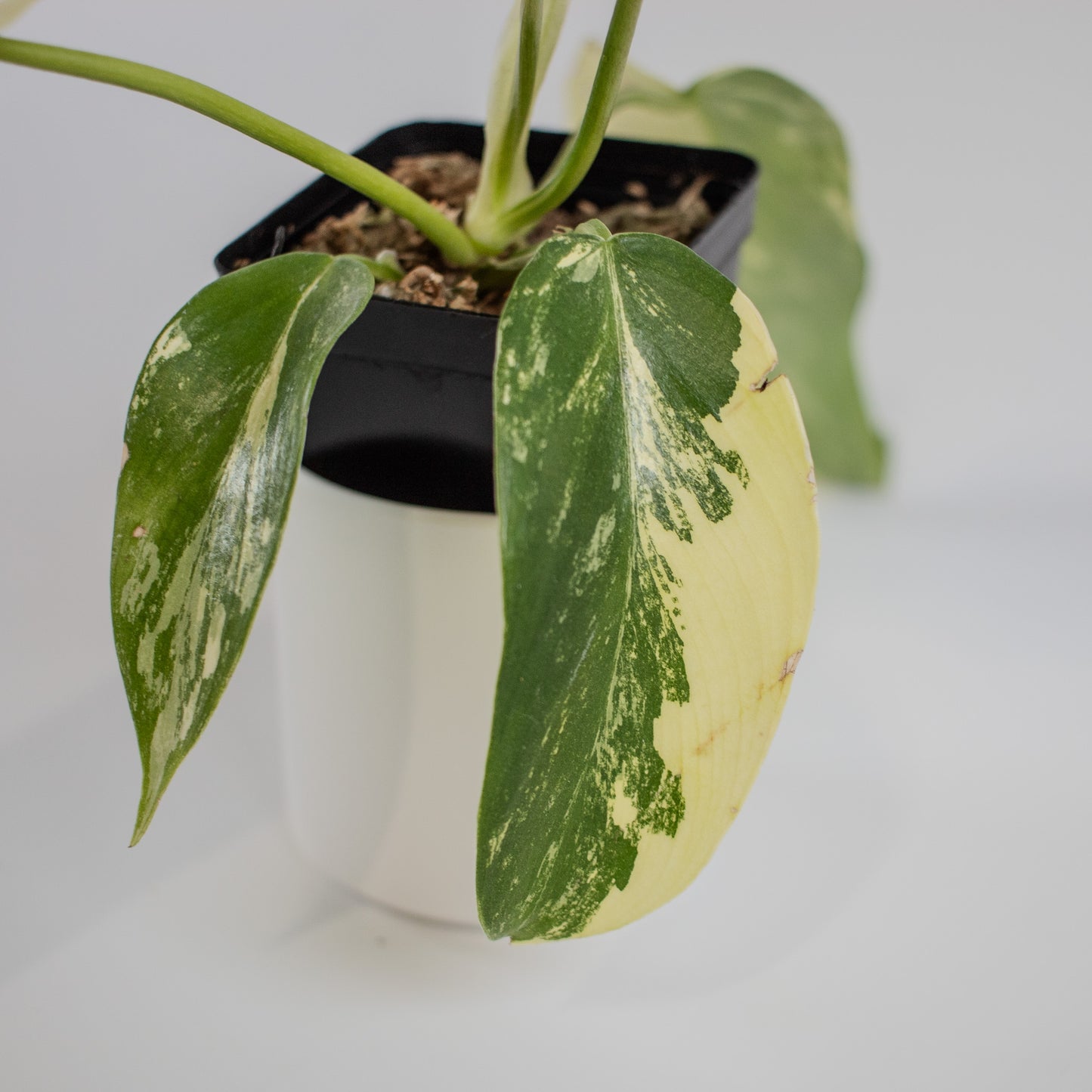 Philodendron Florida Beauty x Distantilobum Variegated (2305)