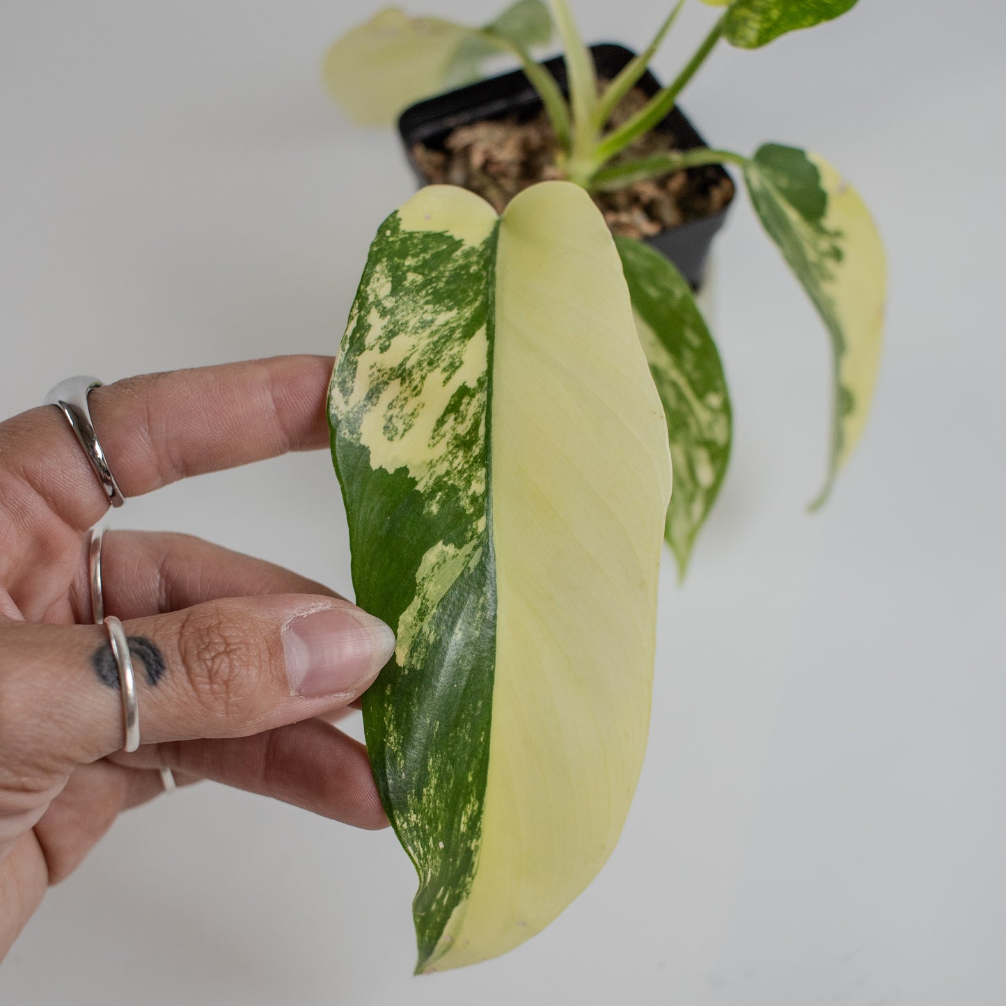 Philodendron Florida Beauty x Distantilobum Variegated (2305)