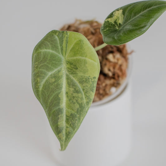 Alocasia 'Maharani' Aurea Variegated (2306)