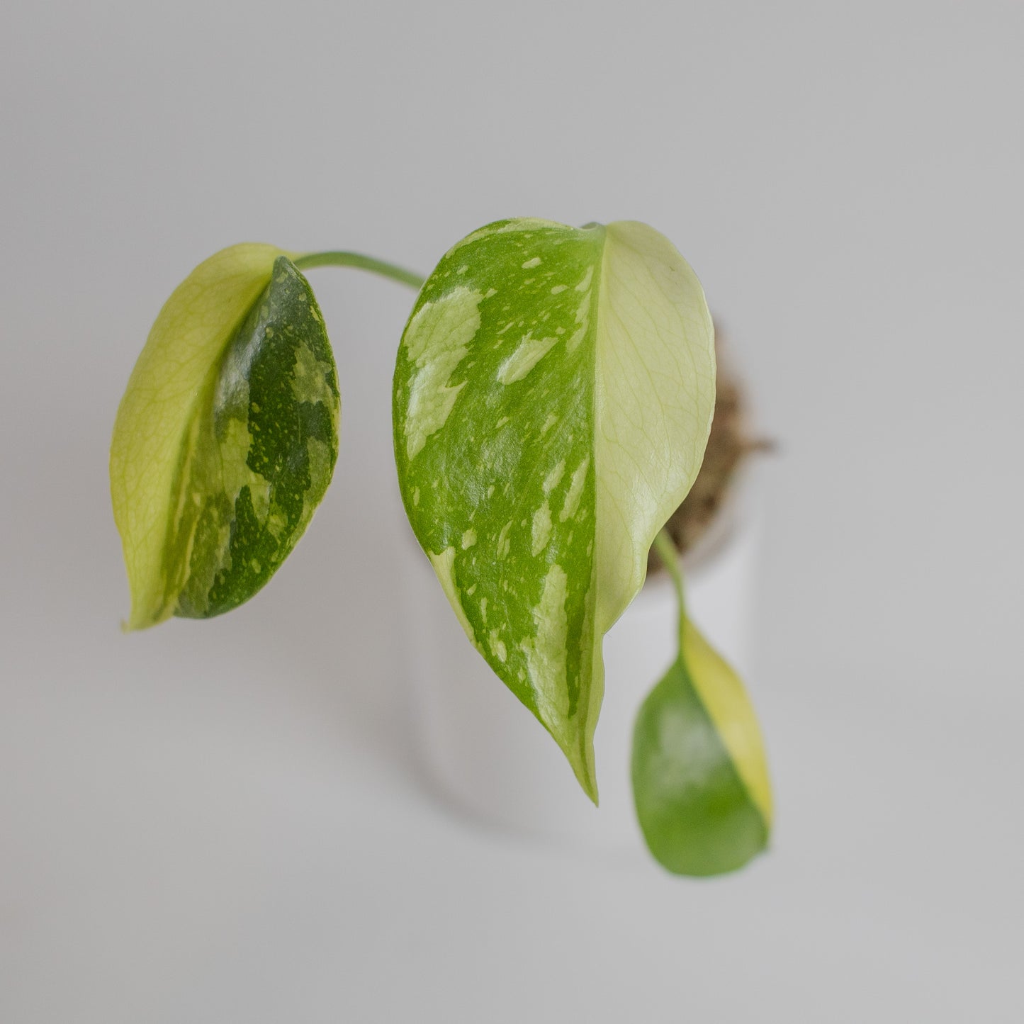 Monstera Deliciosa 'Electrolyte' (2302)