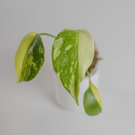 Monstera Deliciosa 'Electrolyte' (2302)