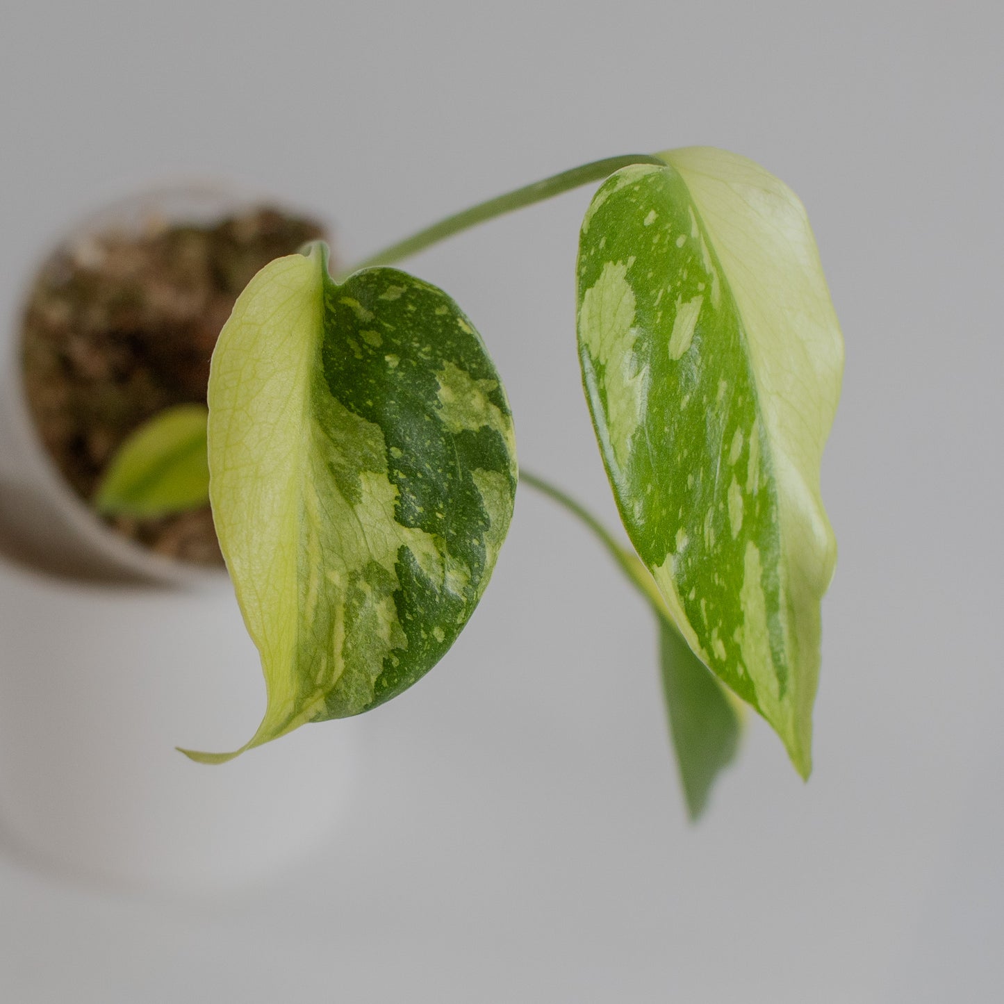 Monstera Deliciosa 'Electrolyte' (2302)