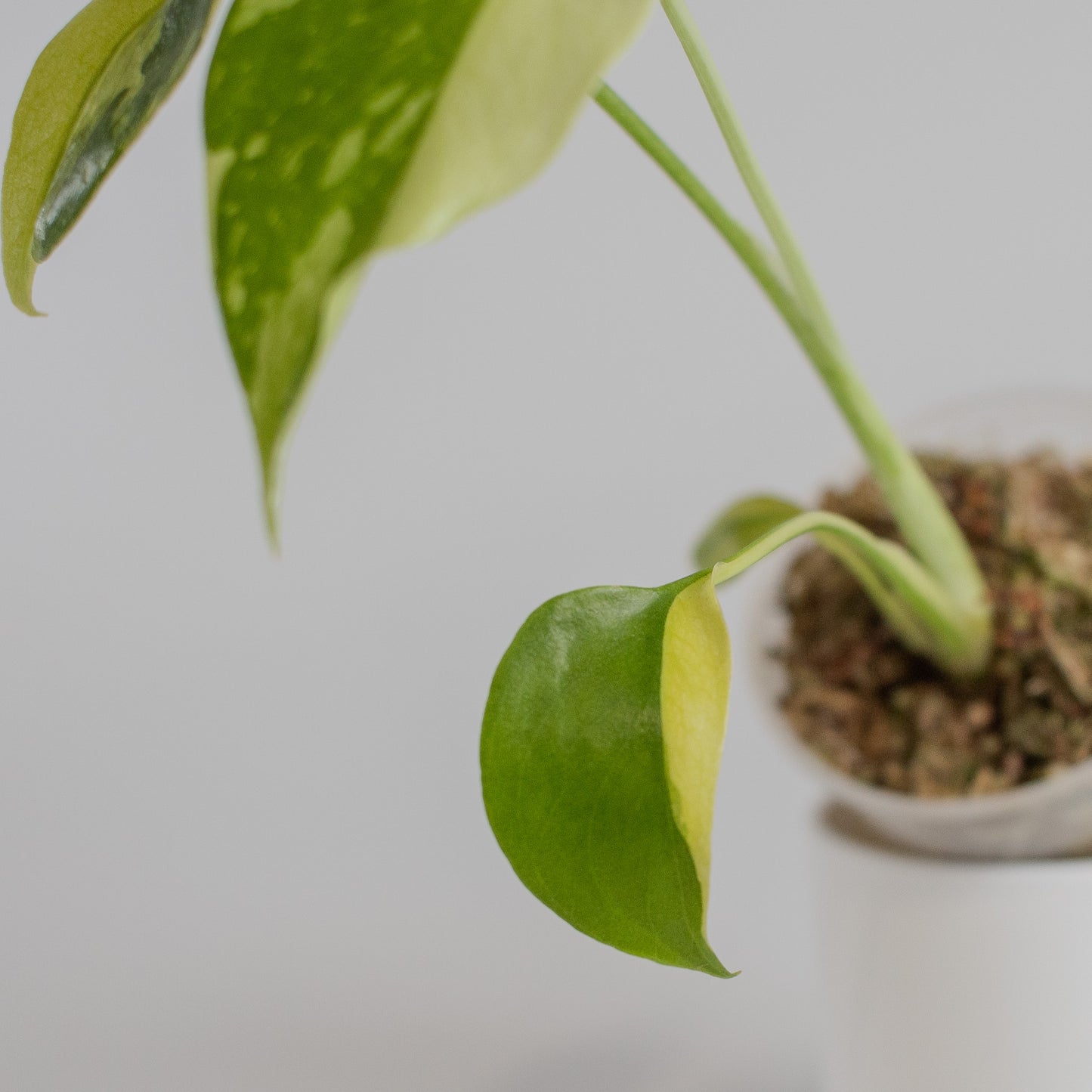 Monstera Deliciosa 'Electrolyte' (2302)