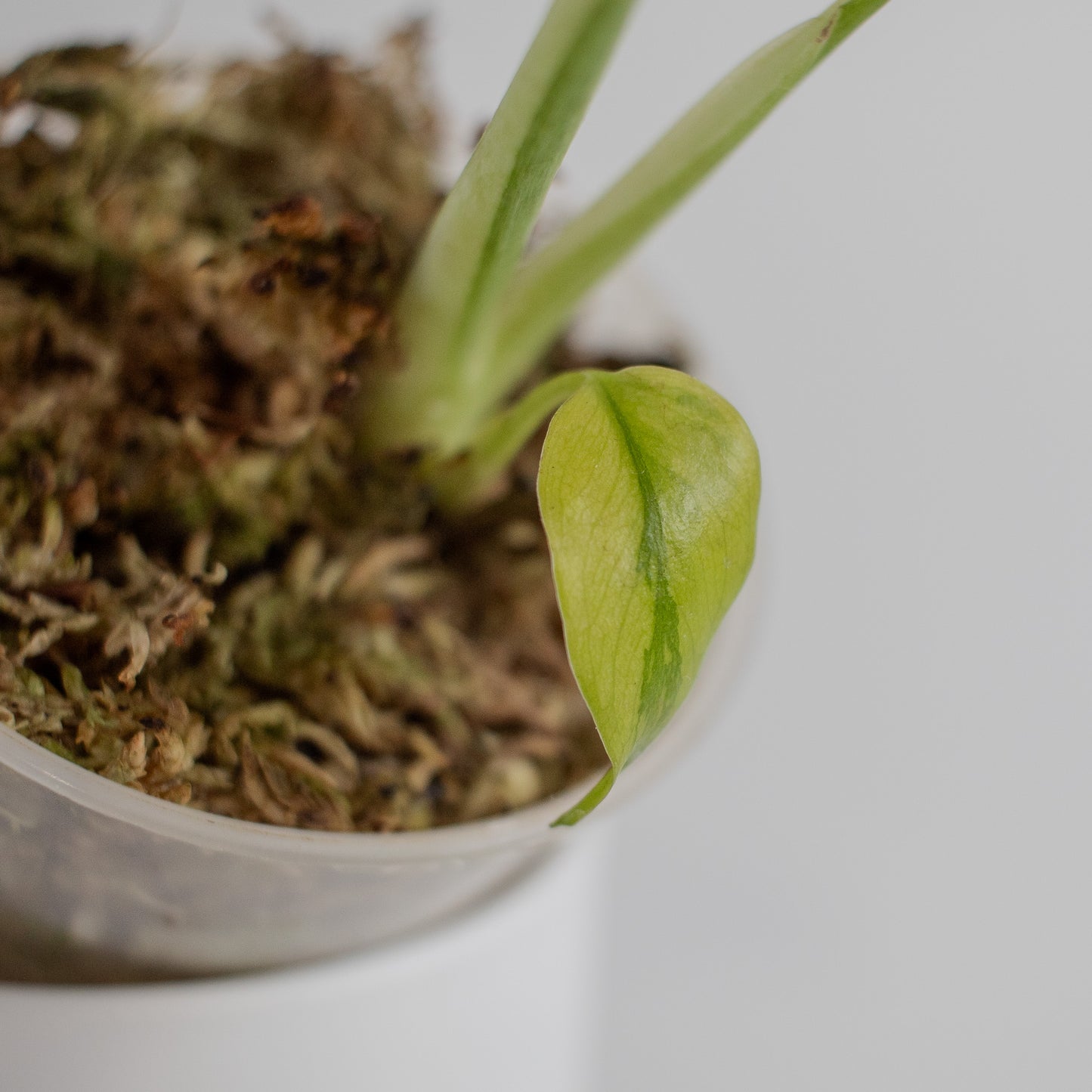 Monstera Deliciosa 'Electrolyte' (2302)