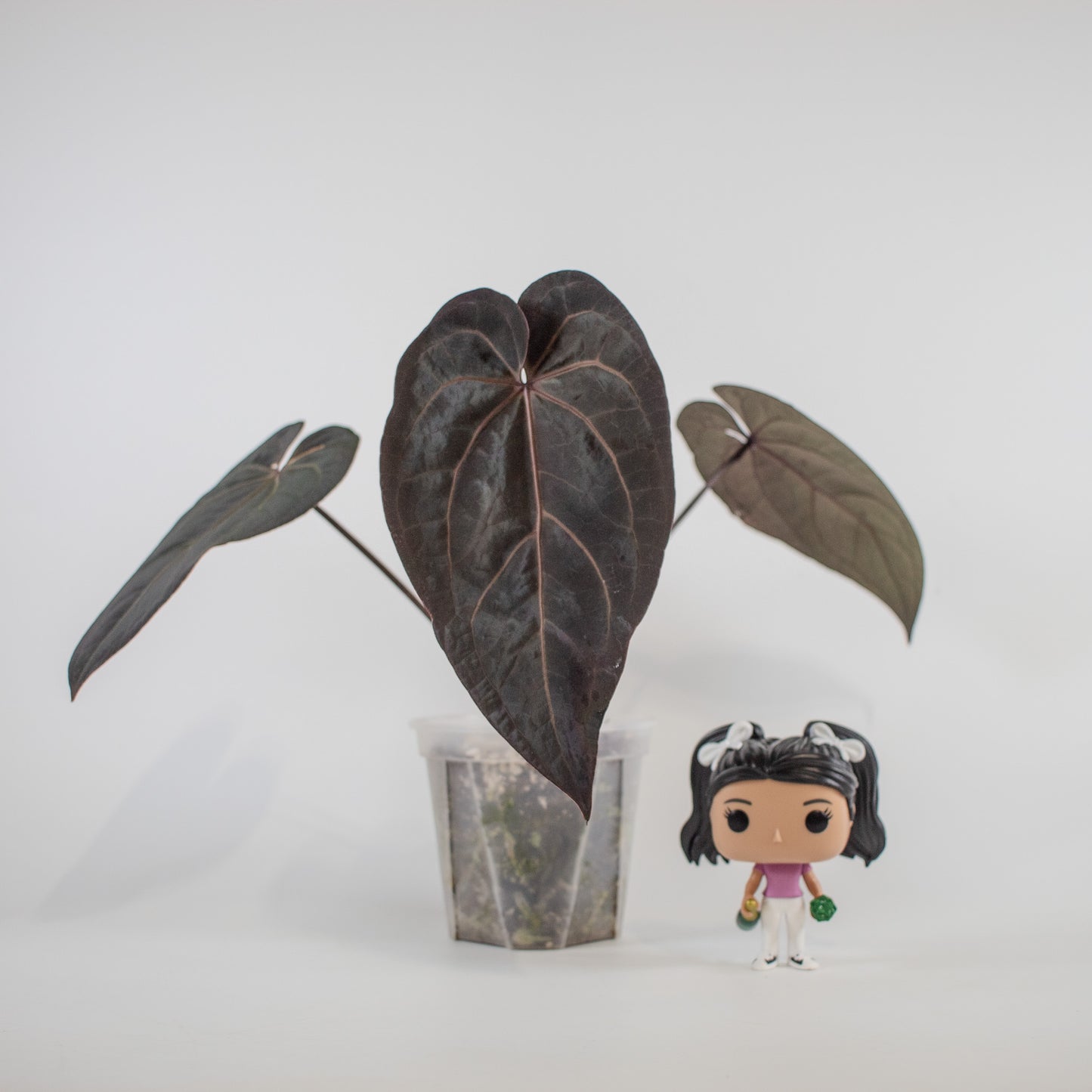 Anthurium 'Dark and Handsome' x 'Red Velvet Cake' (9' x 24') (2300)