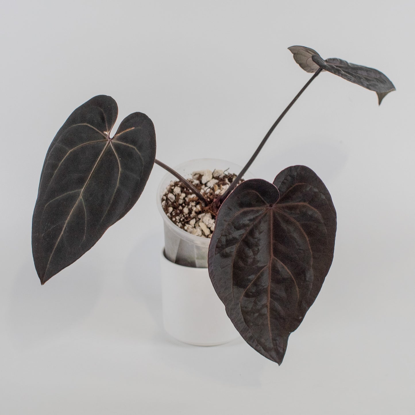 Anthurium 'Dark and Handsome' x 'Red Velvet Cake' (9' x 24') (2300)