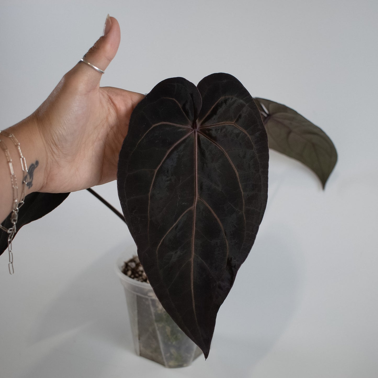 Anthurium 'Dark and Handsome' x 'Red Velvet Cake' (9' x 24') (2300)