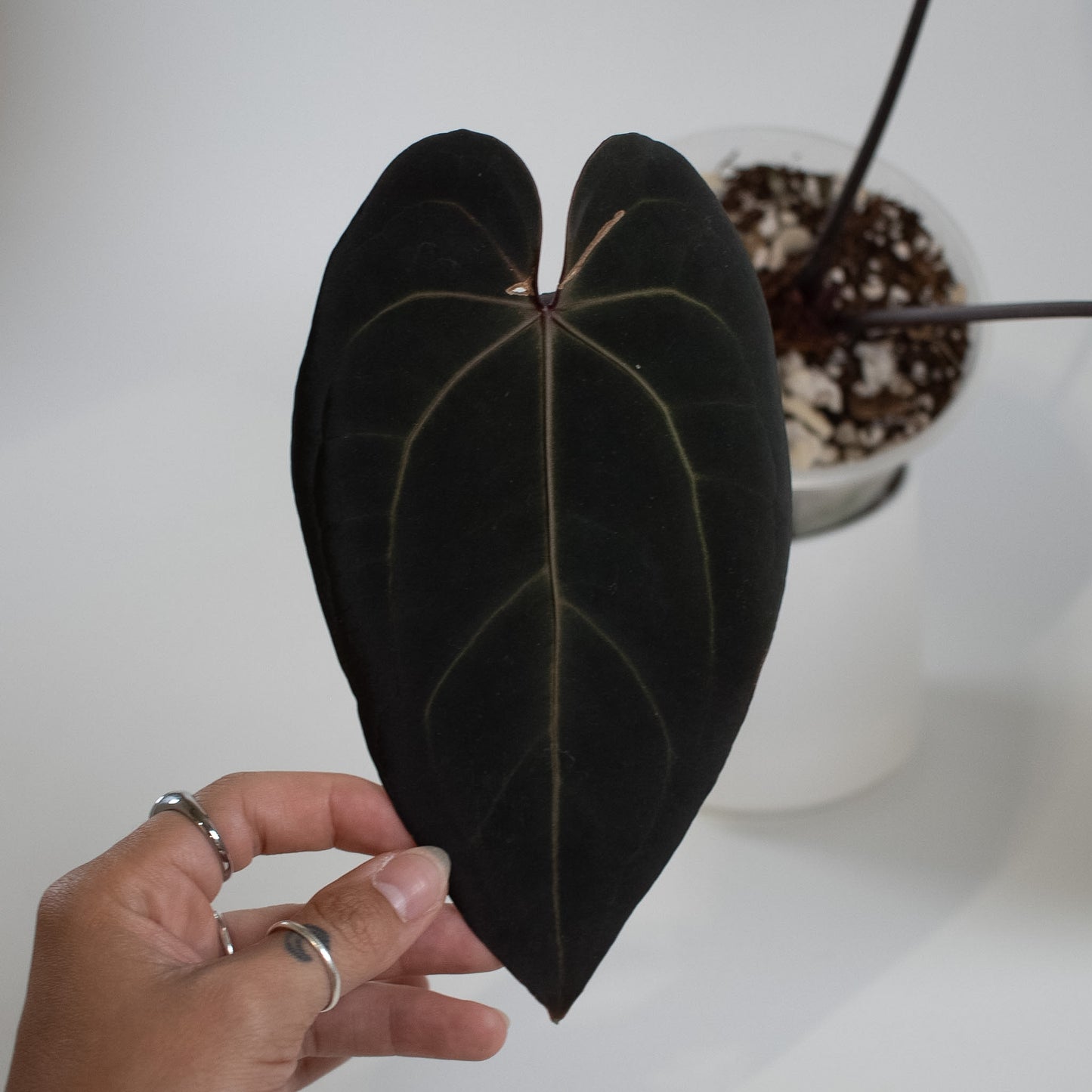 Anthurium 'Dark and Handsome' x 'Red Velvet Cake' (9' x 24') (2300)