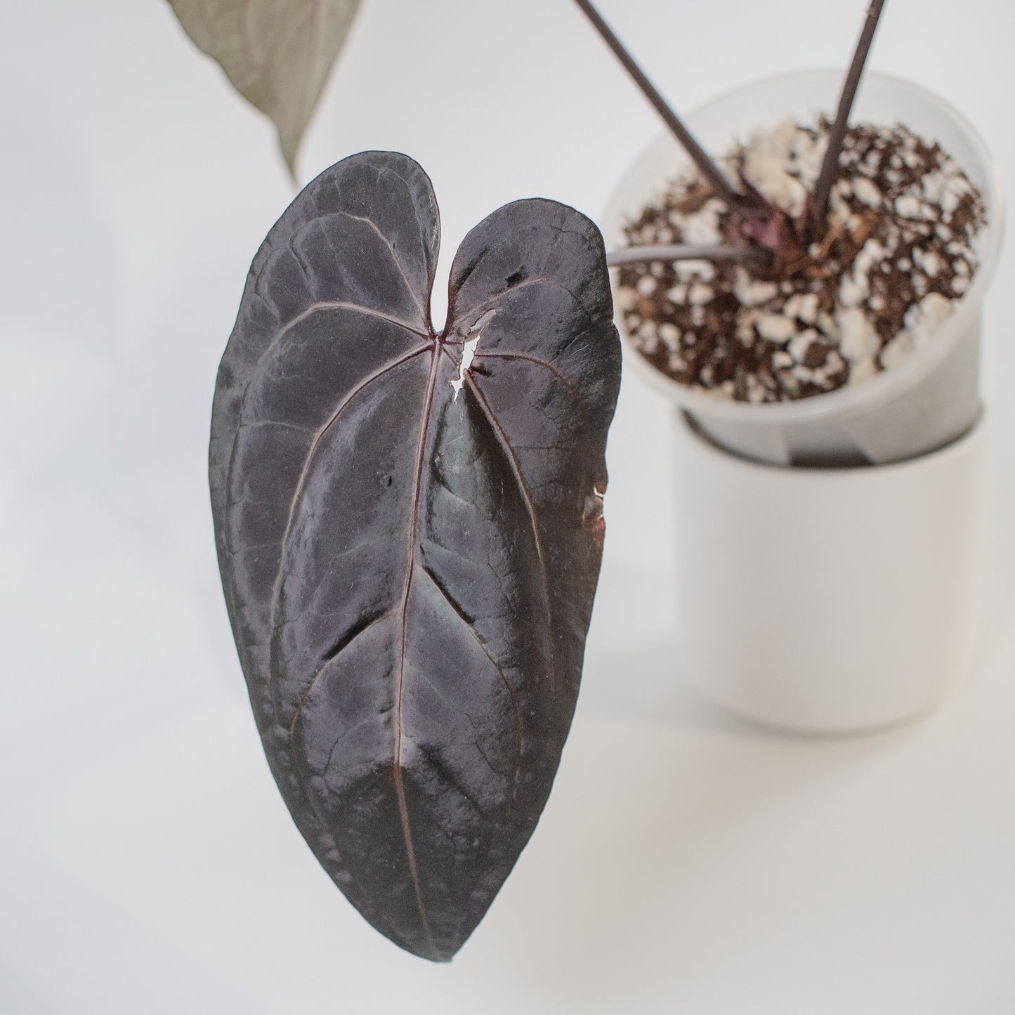 Anthurium 'Dark and Handsome' x 'Red Velvet Cake' (9' x 24') (2300)