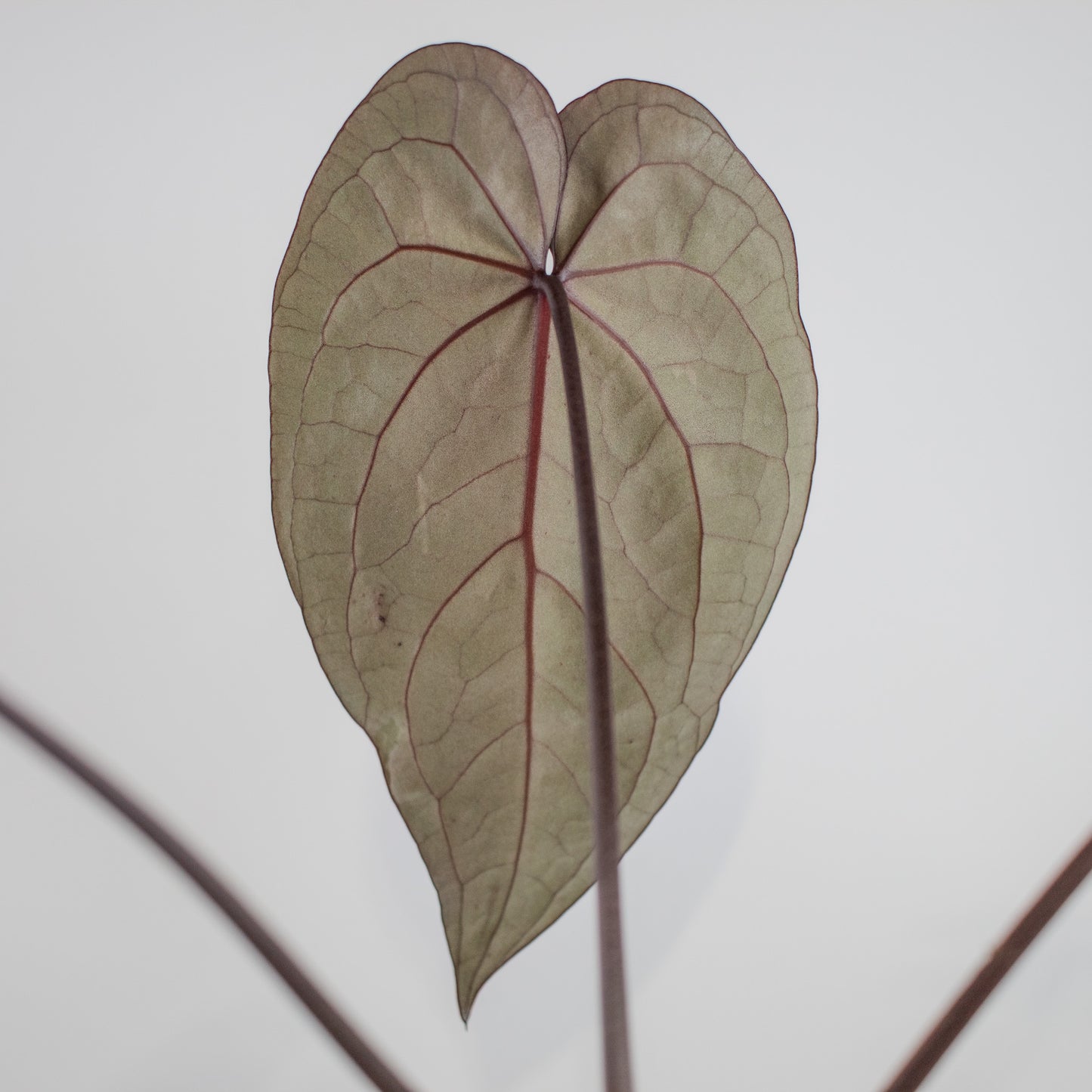 Anthurium 'Dark and Handsome' x 'Red Velvet Cake' (9' x 24') (2300)