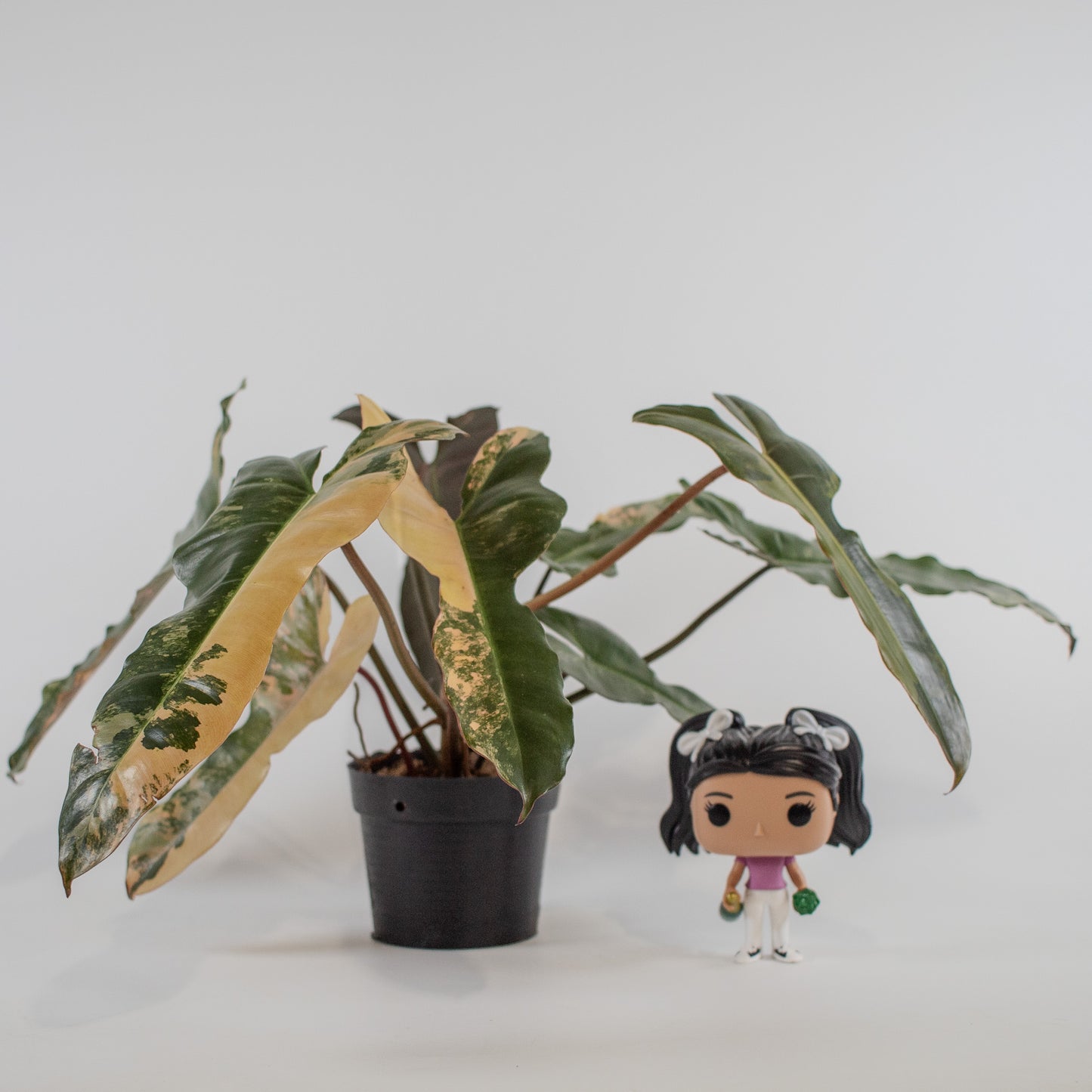 Philodendron Brown Beauty 'Black Billietiae' x 'Florida Beauty' Variegated (2307)