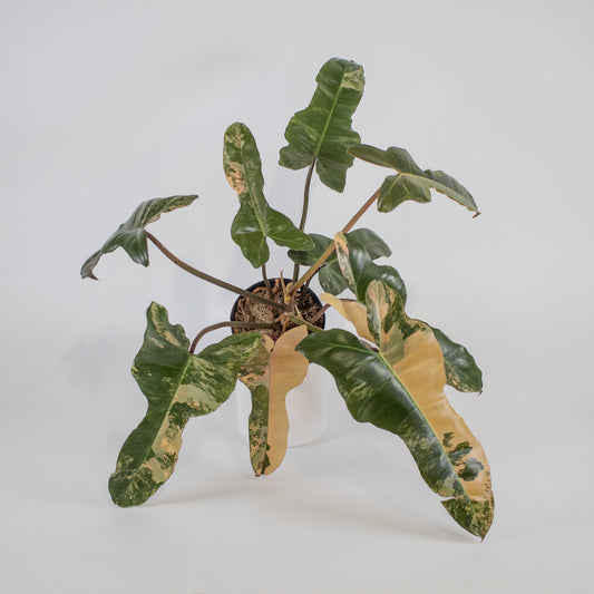 Philodendron Brown Beauty 'Black Billietiae' x 'Florida Beauty' Variegated (2307)