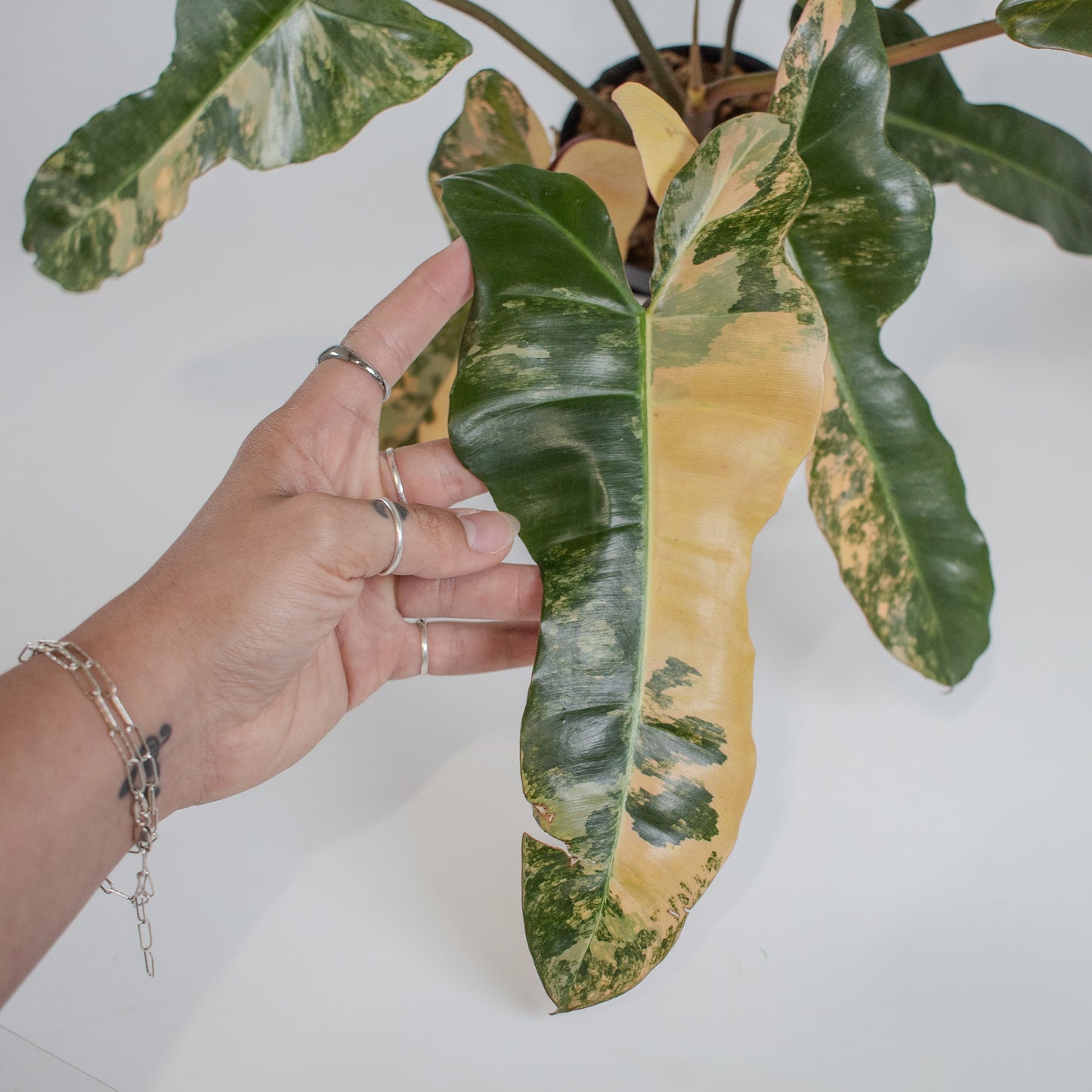 Philodendron Brown Beauty 'Black Billietiae' x 'Florida Beauty' Variegated (2307)