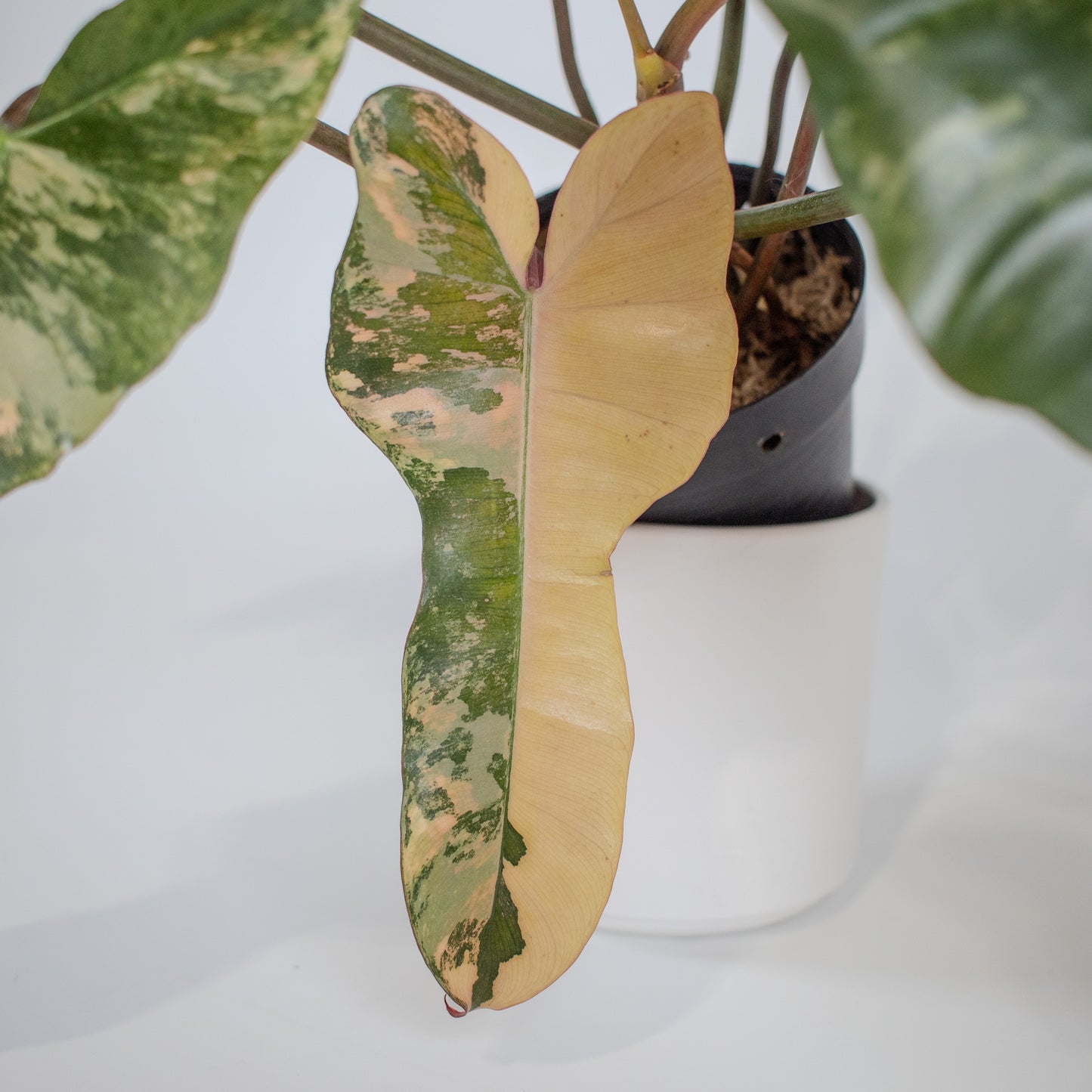 Philodendron Brown Beauty 'Black Billietiae' x 'Florida Beauty' Variegated (2307)