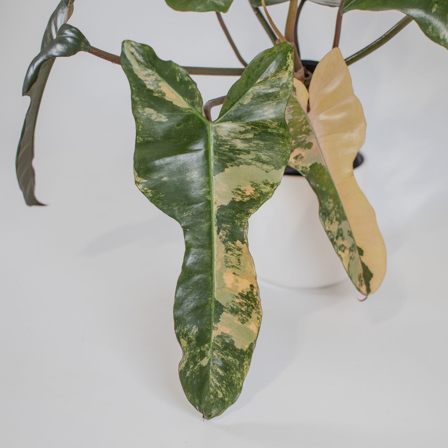 Philodendron Brown Beauty 'Black Billietiae' x 'Florida Beauty' Variegated (2307)