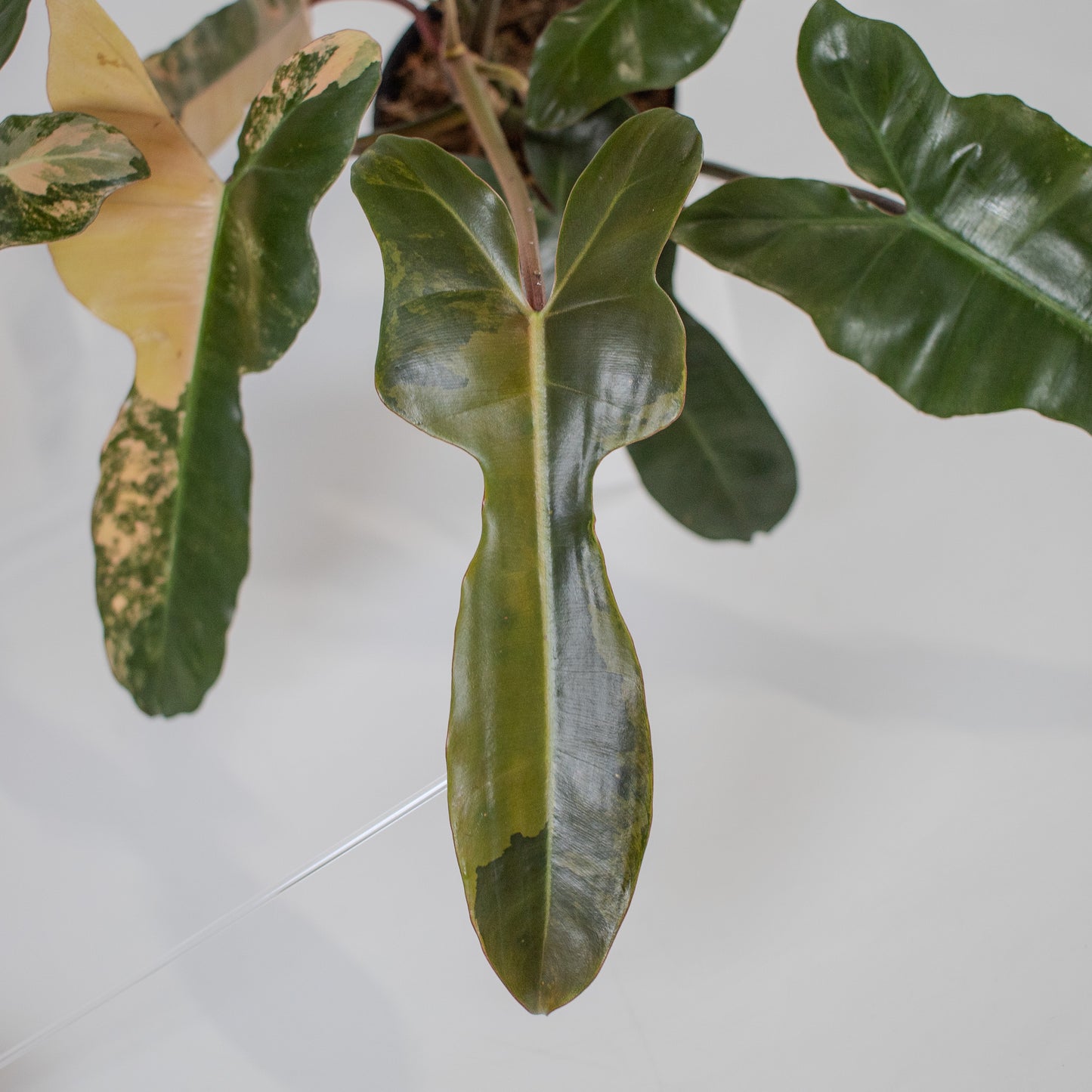 Philodendron Brown Beauty 'Black Billietiae' x 'Florida Beauty' Variegated (2307)