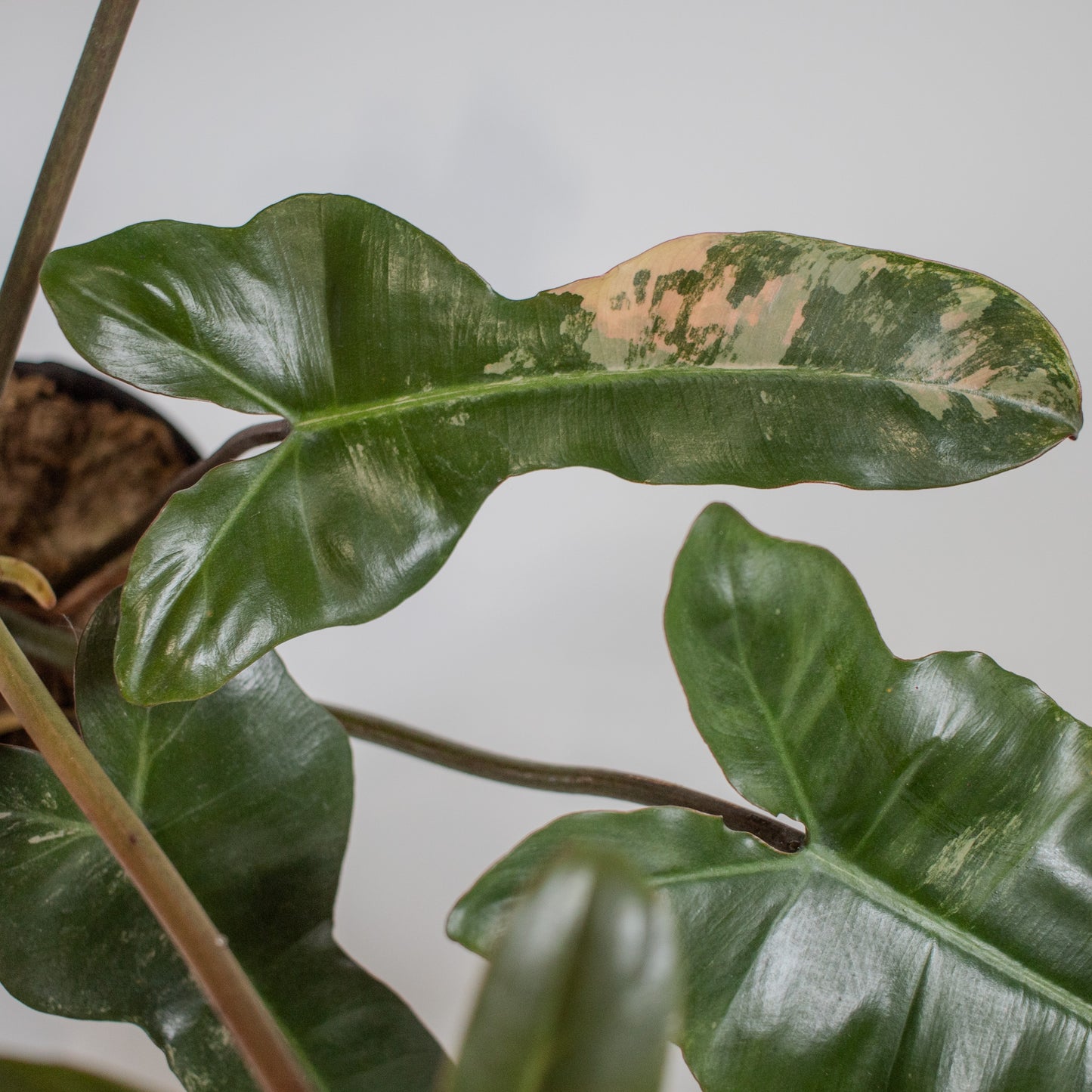 Philodendron Brown Beauty 'Black Billietiae' x 'Florida Beauty' Variegated (2307)