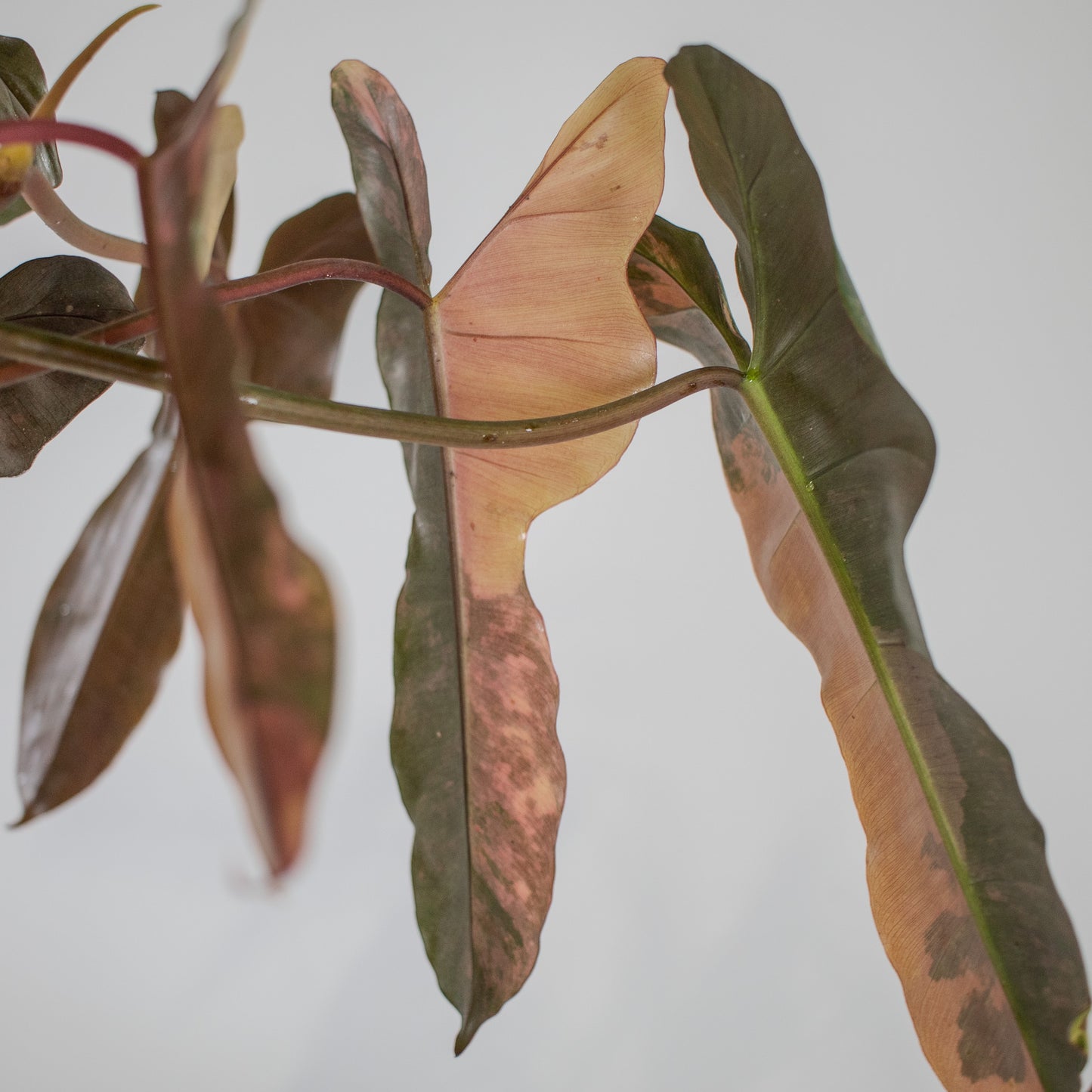 Philodendron Brown Beauty 'Black Billietiae' x 'Florida Beauty' Variegated (2307)
