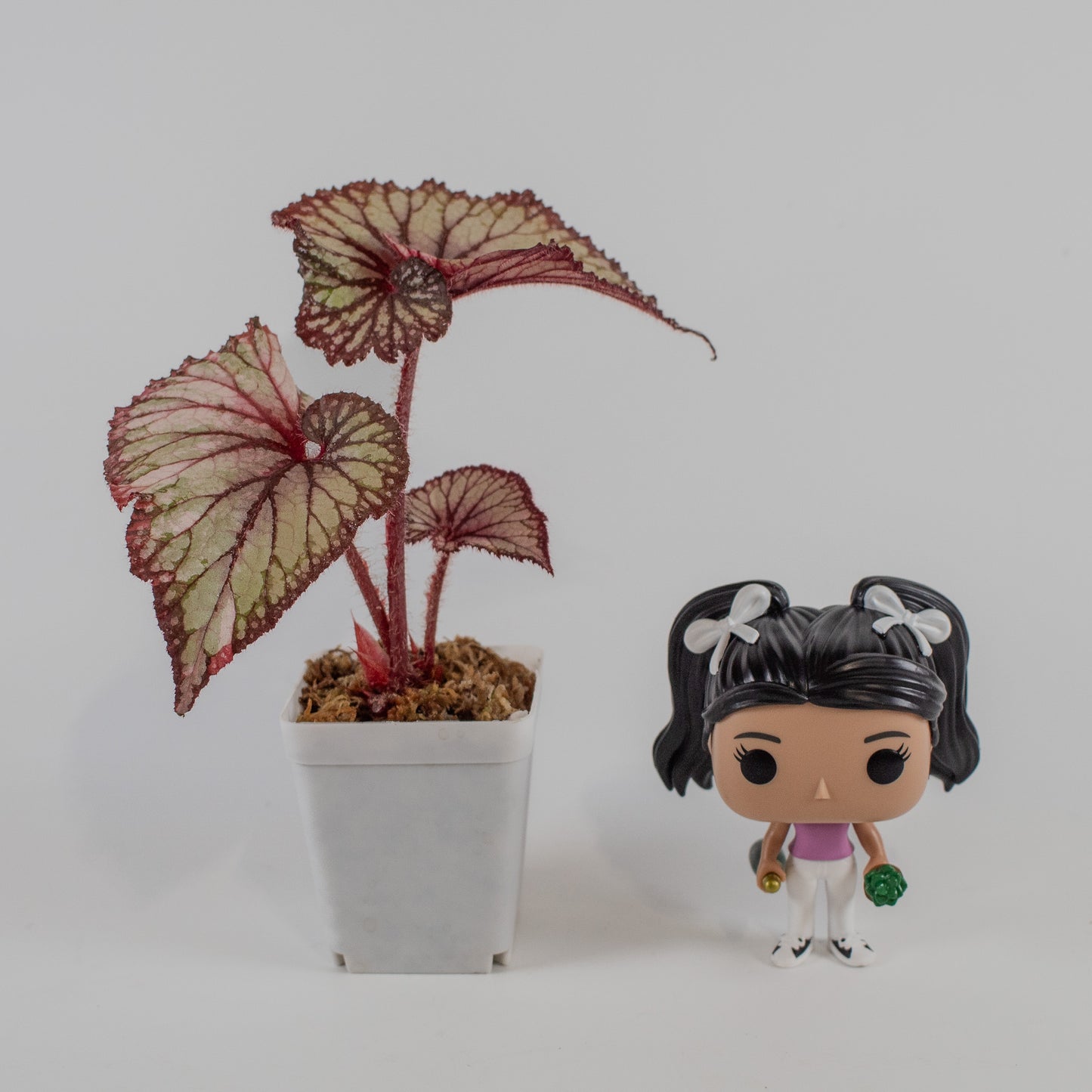 Begonia 'DS-Dolce Vita' Variegated (2301)