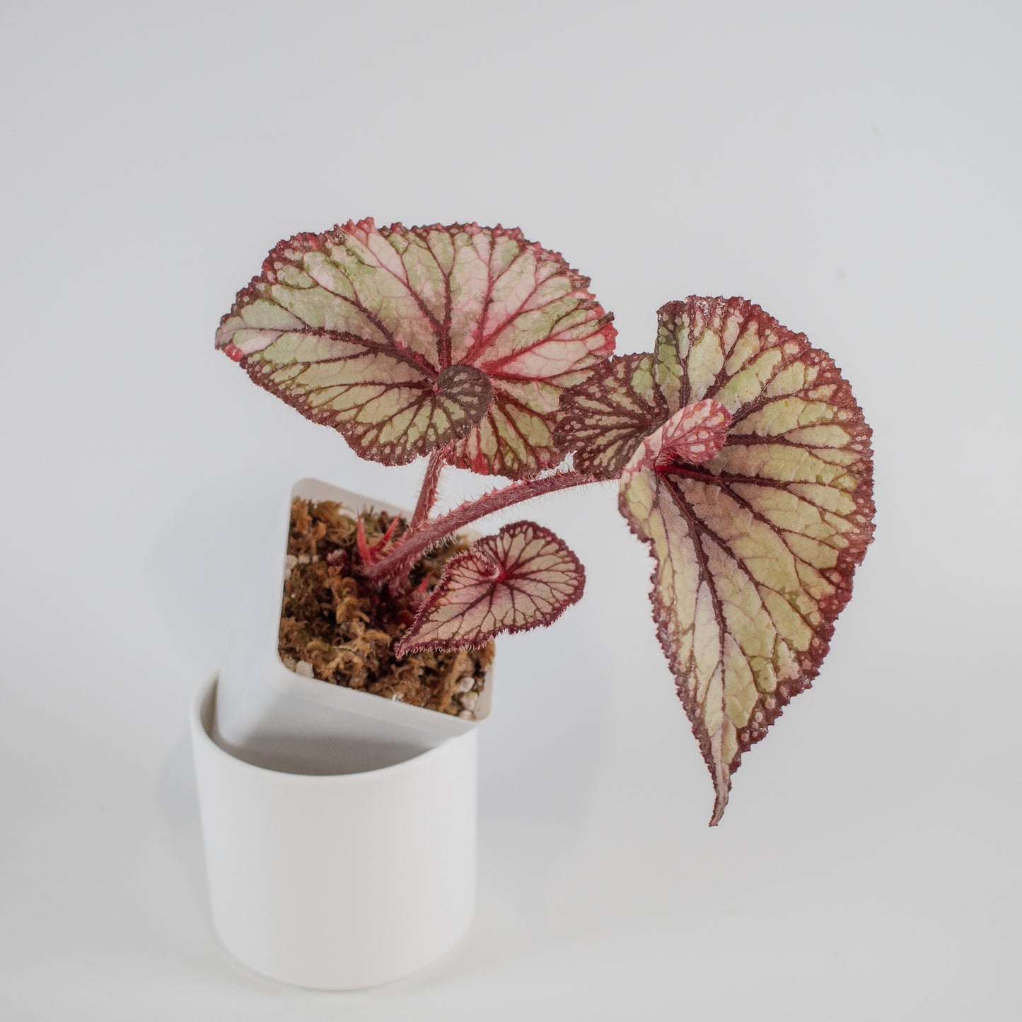 Begonia 'DS-Dolce Vita' Variegated (2301)