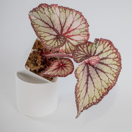Begonia 'DS-Dolce Vita' Variegated (2301)