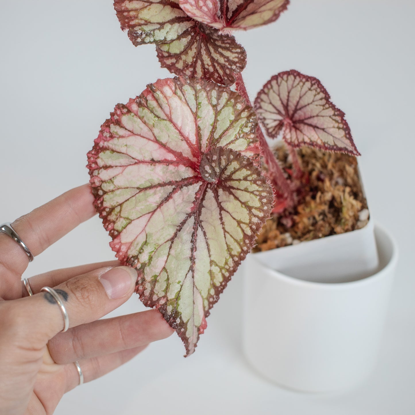 Begonia 'DS-Dolce Vita' Variegated (2301)